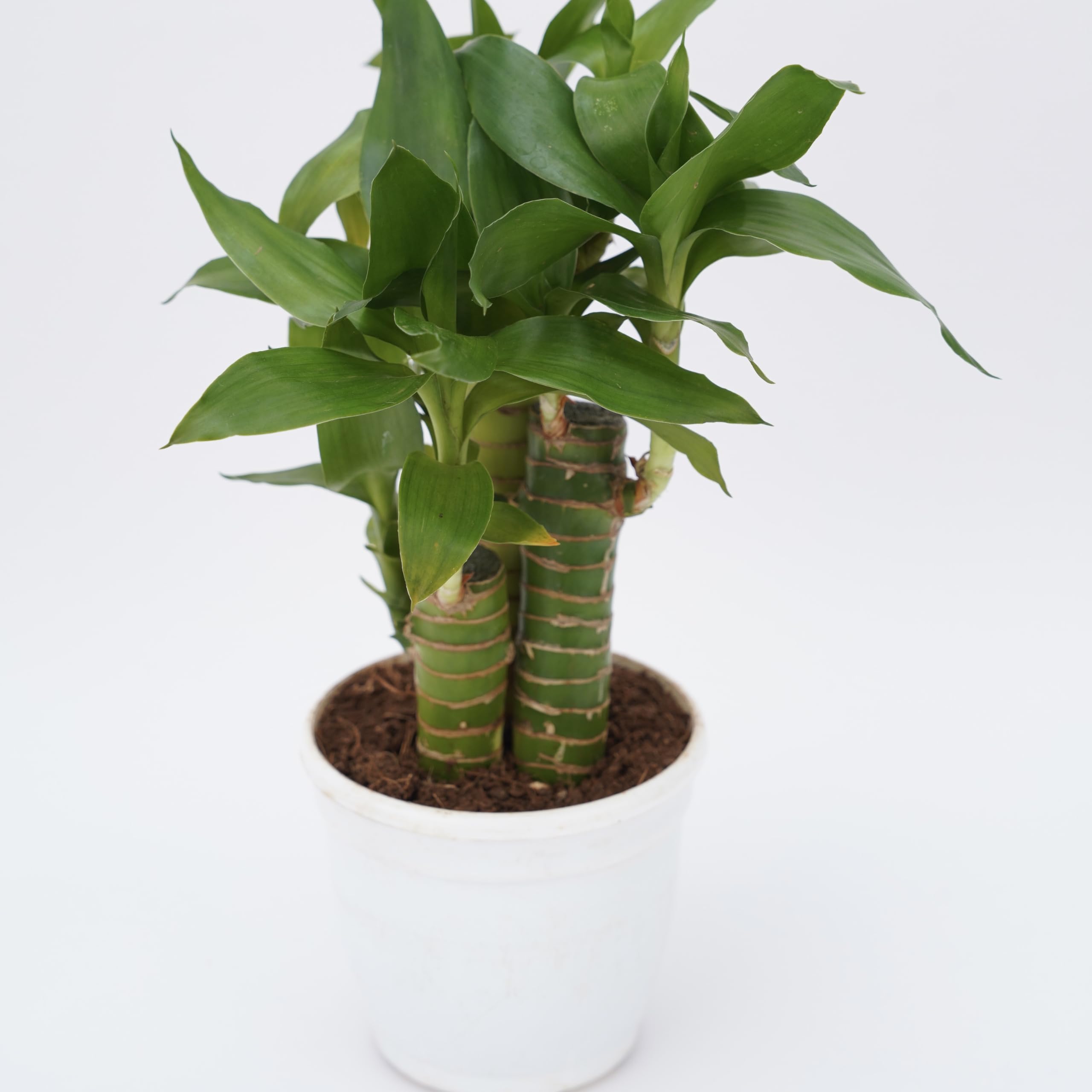 Treevayu Lotus lucky bamboo| Feng shui Live plant 2