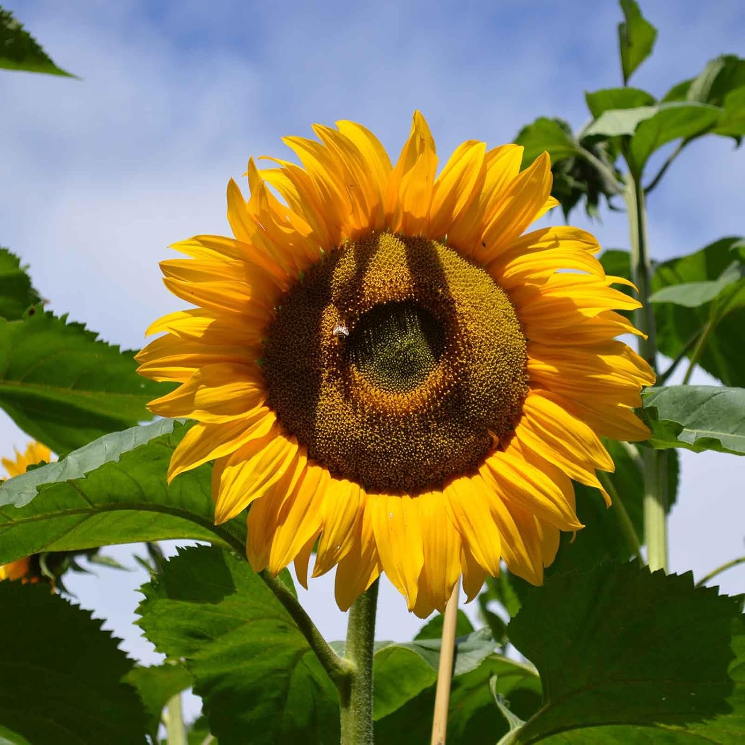 Eden Brothers Sunflower Seeds (Organic) - Autumn Beauty