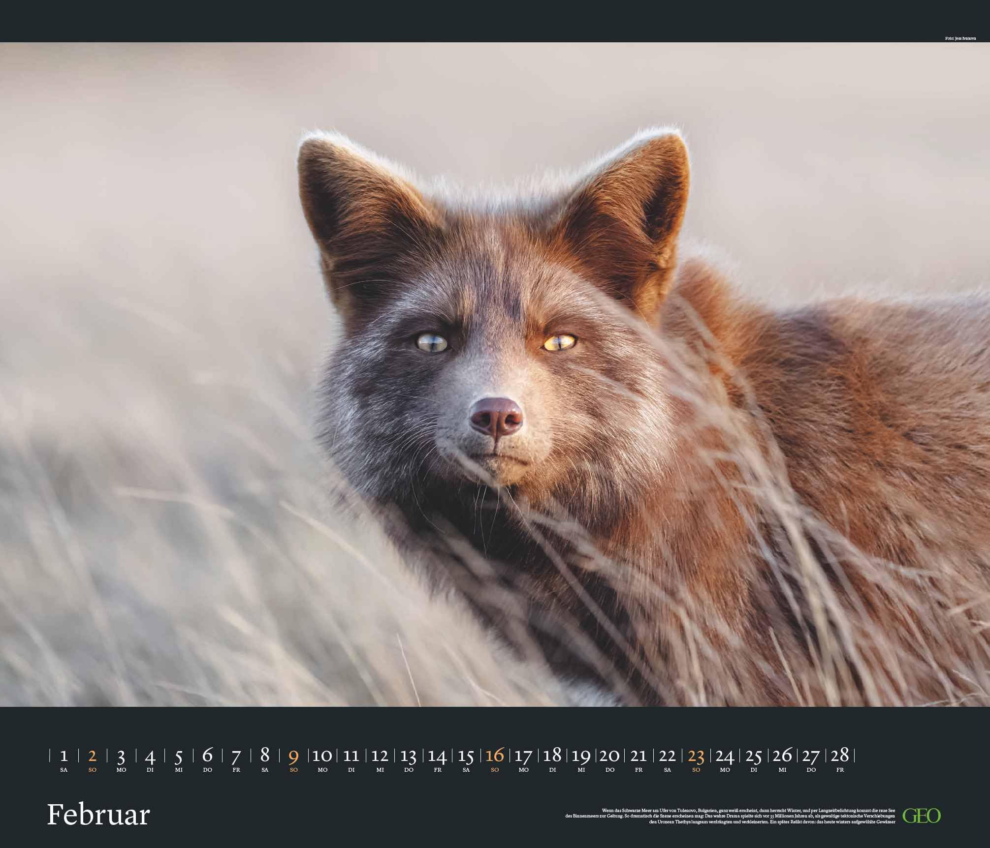 GEO Edition - Tierwelten Wandkalender 2025 - Beeindruckender Kalender für Tierfotografie, Großformat 70x60 cm, mit Einzigartigen Aufnahmen aus der Tierwelt