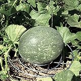 Park Seed Galvanized Steel Melon Cradle for Growing Your Own Fruits and Vegetables (5 Pack)