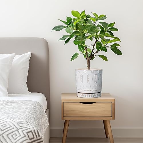 Miniatura 9 de Maceta Eightpot de 6 Pulgadas para Plantas - Macetero de Cerámica para Plantas de Interior, Macetero Decorativo con Agujeros de Drenaje y Platillo,