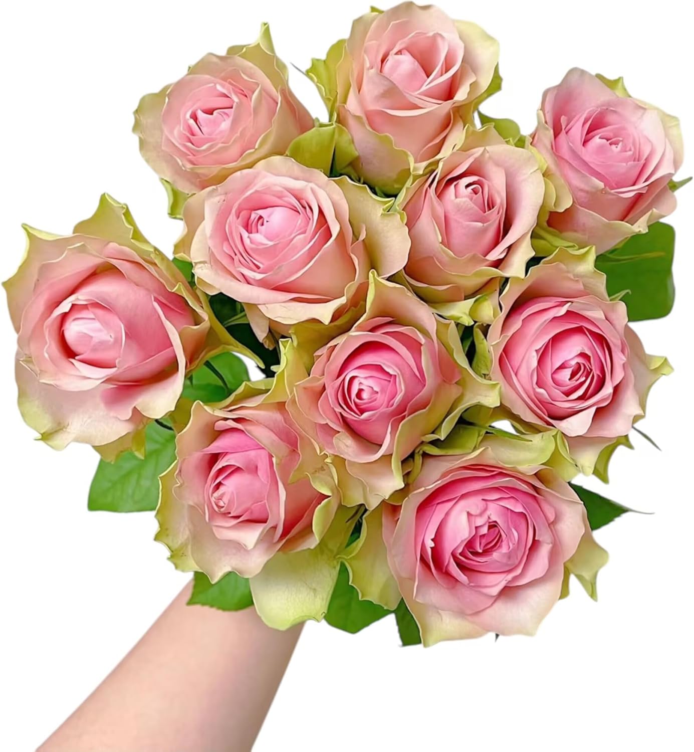 Next day delivery Fresh Cut Flower Frutteto Rose decoration birthdays anniversaries healing sympathy friendship and love