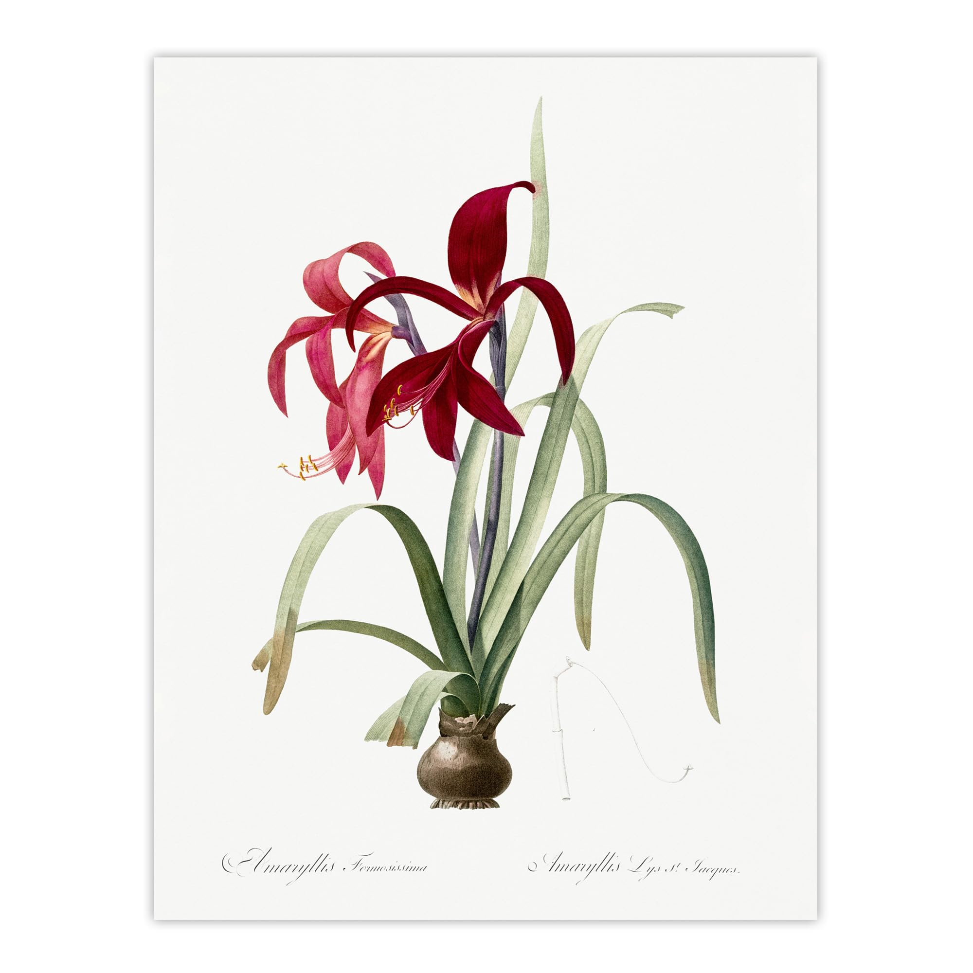 Artery8 Aztec Lily Botanical Unframed Wall Art Print Poster 12X16 Artwork By Redoute : Tropical Bloom Illustration Lending Exotic Flair To Creative Modern Interiors