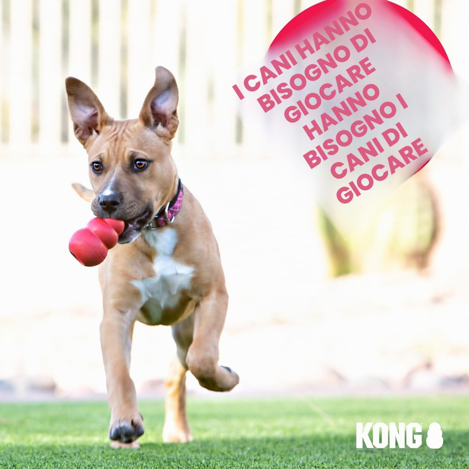 KONG Flyer Giocattolo Per Cani Resistente Disco Volante In Gomma Naturale Per Cani Di Taglia Media/Grande