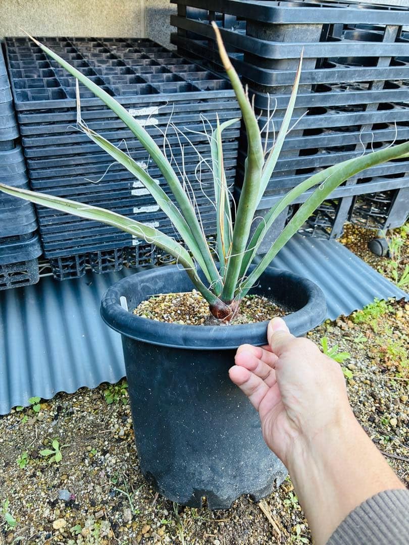 Amazon｜ユッカ シジゲラ 抜き苗｜観葉植物 オンライン通販