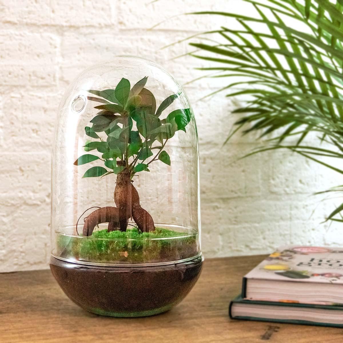 Terrario de Plantas • Huevo XL Bonsai • Huevo de Cristal Ecosystem • ↑ 30 cm
