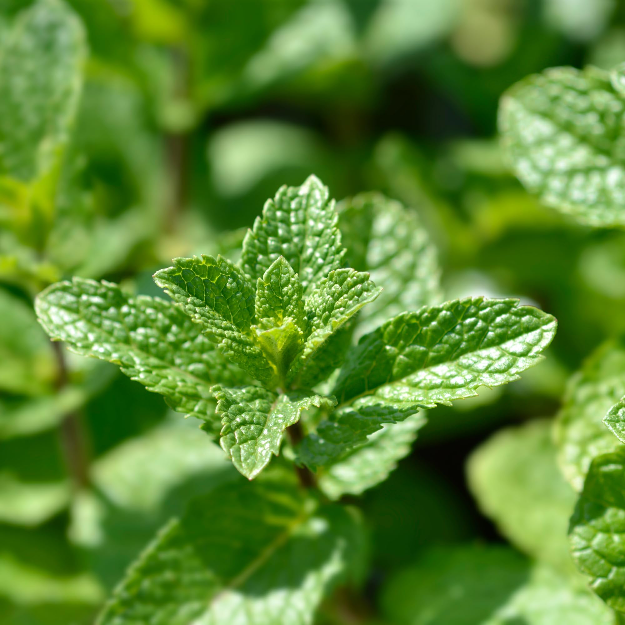 IDDA Herbal Herbata z Mięty Nana 100g, Mentha spicata, Marokańska Zielona Mięta, Herbata Spearmint