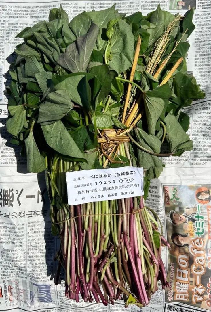 Amazon｜紅はるか苗 本場物 茨城県産紅はるか 10本 サツマイモ苗｜観葉