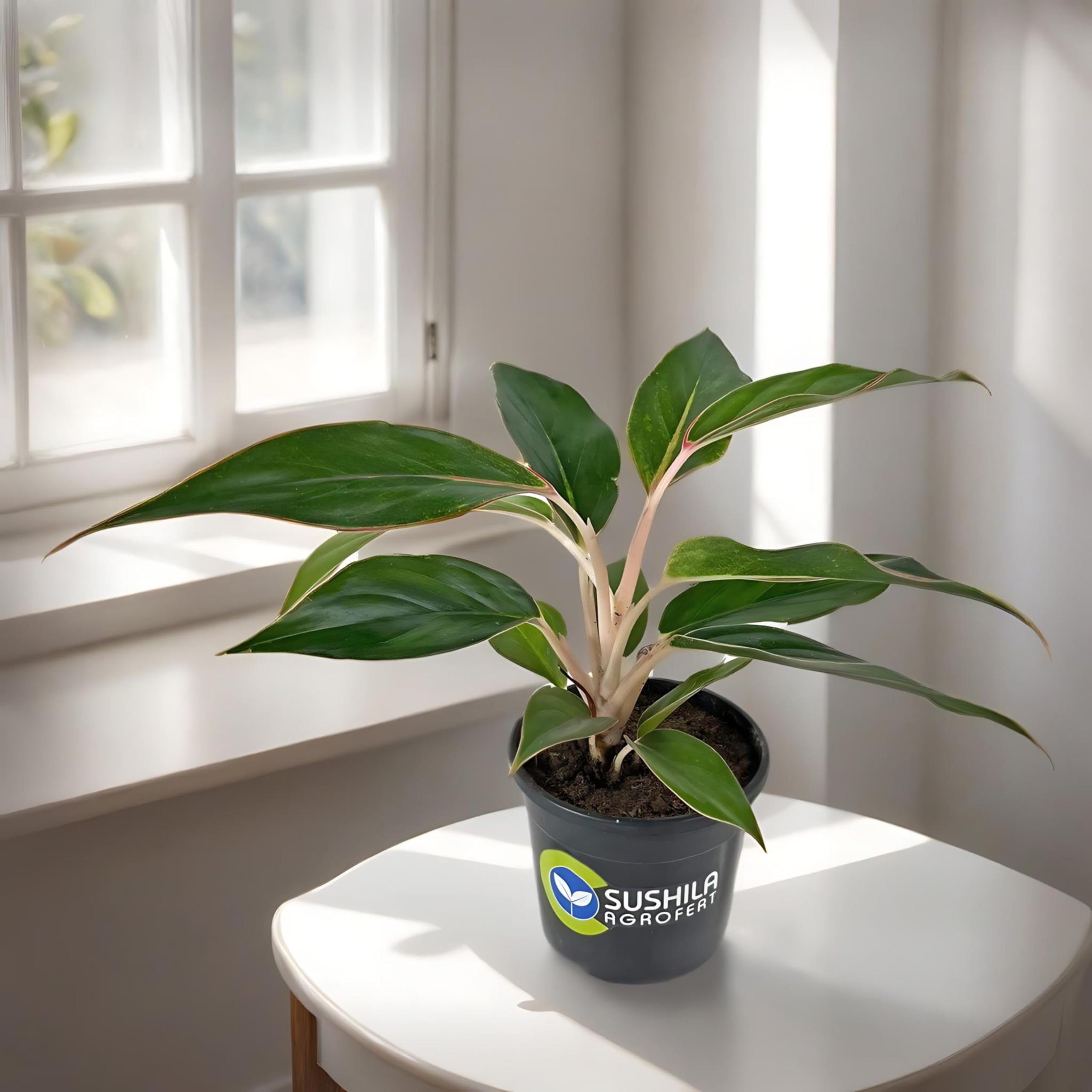 See full amazon price history chart for Sushila Agroferts Aglaonema Black Lipstick Live Plant With Pot Best for Indoor Home Decor Sushila Agroferts Aglaonema Black Lipstick Live Plant With Pot Best for Indoor Home Decor (B0CHVSGQ4H) Amazon Price History, Amazon Price Tracker