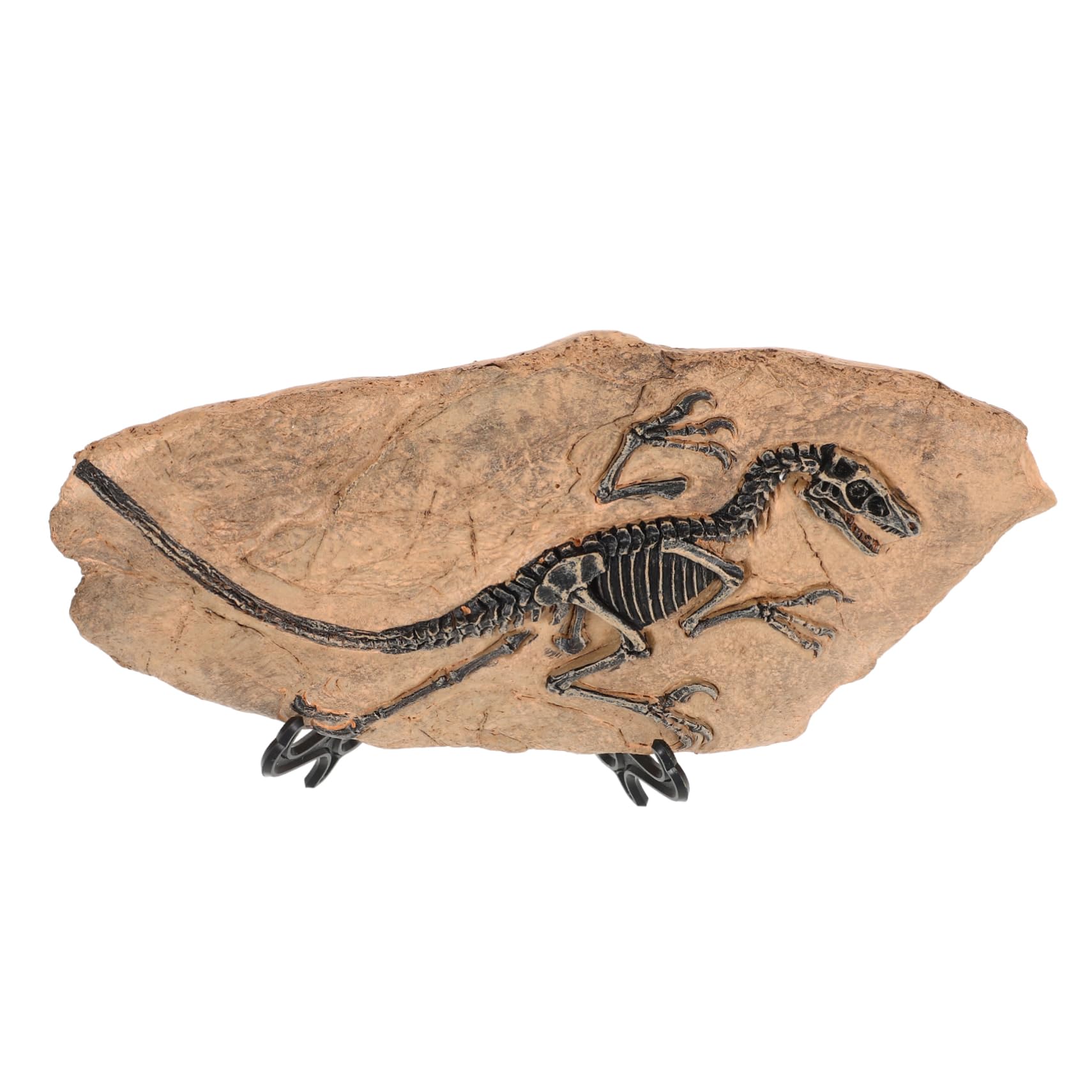 1set Ornamenti Fossili Di Dinosauro Decorazioni Simulato Per Giardino e Casa Modelli Educativi Per Collezionisti Di Paleontologia