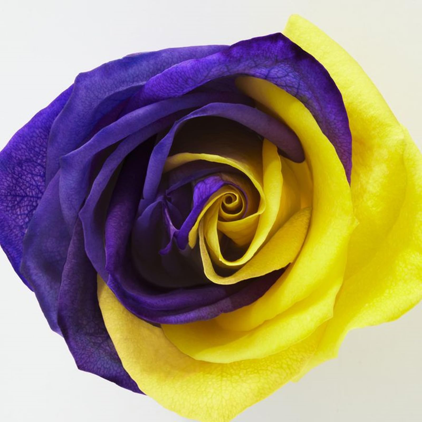 Bulbo de Rosa | Natural, Fresco, Firme, Denso, Suave, Intacto | Adaptable a Todo Clima-5 Bulbo