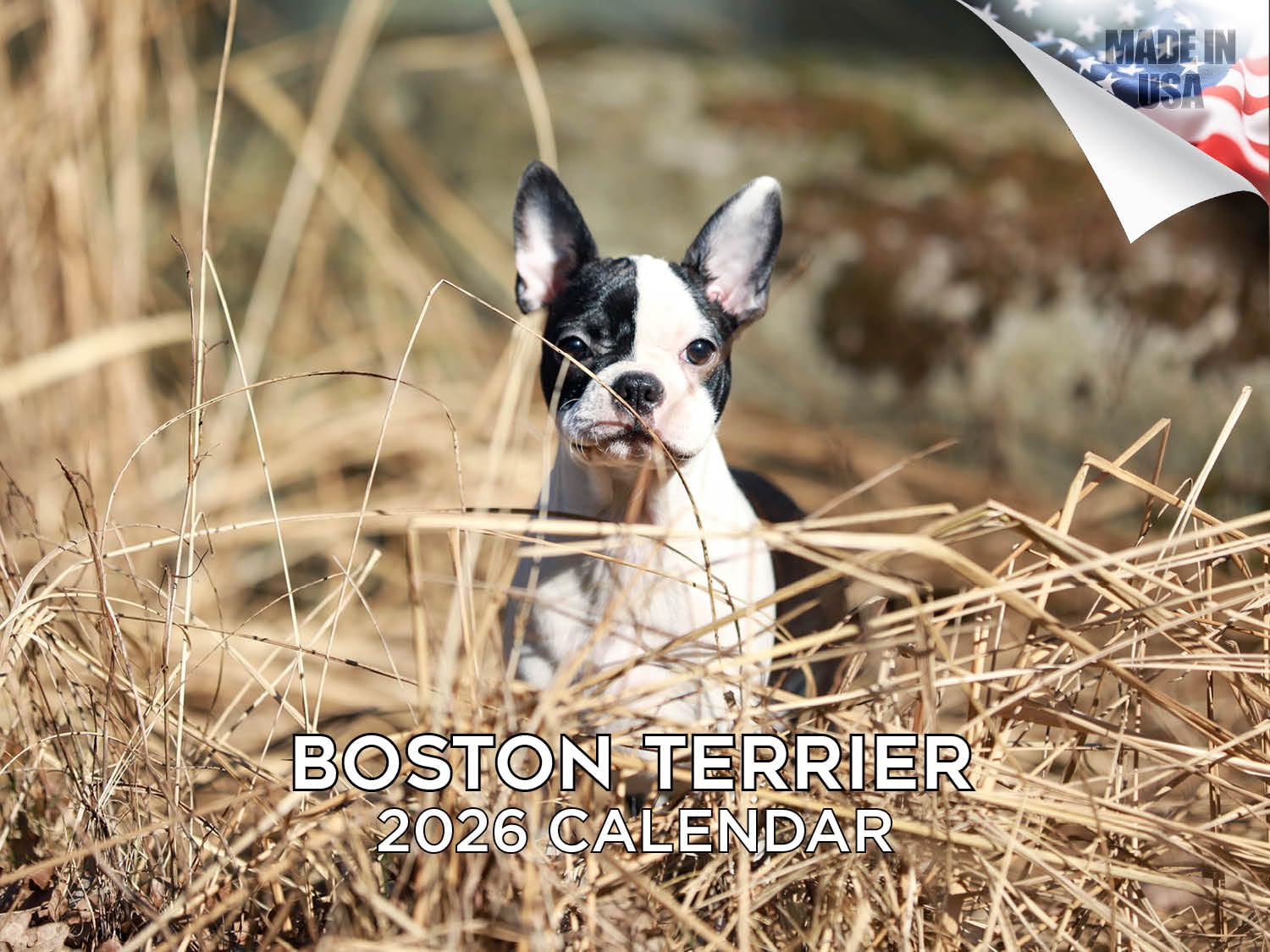 Calendario 2024 2025 Boston Terrier – Calendario mensual de pared de raza de perro – 12 x 18 pulgadas abierto – Papel grueso que no se corre – Regalo – Calendario académico para profesores,