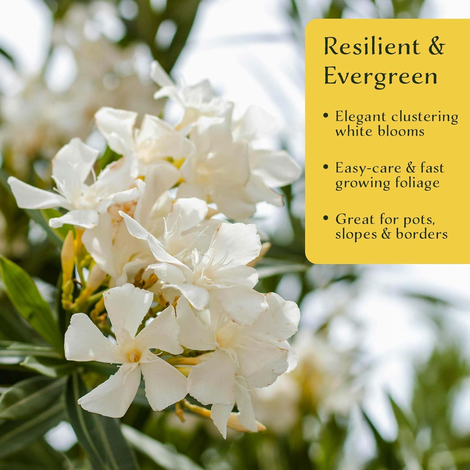 12 White Oleander (Nerium Oleander ‘Sister Agnes’) | Fast-Growing Evergreen Flowering Shrub with Pure White Blooms and Dense Green Foliage | 2.5” Nursery Cubes, Ready-to-Plant Live Starter Plants