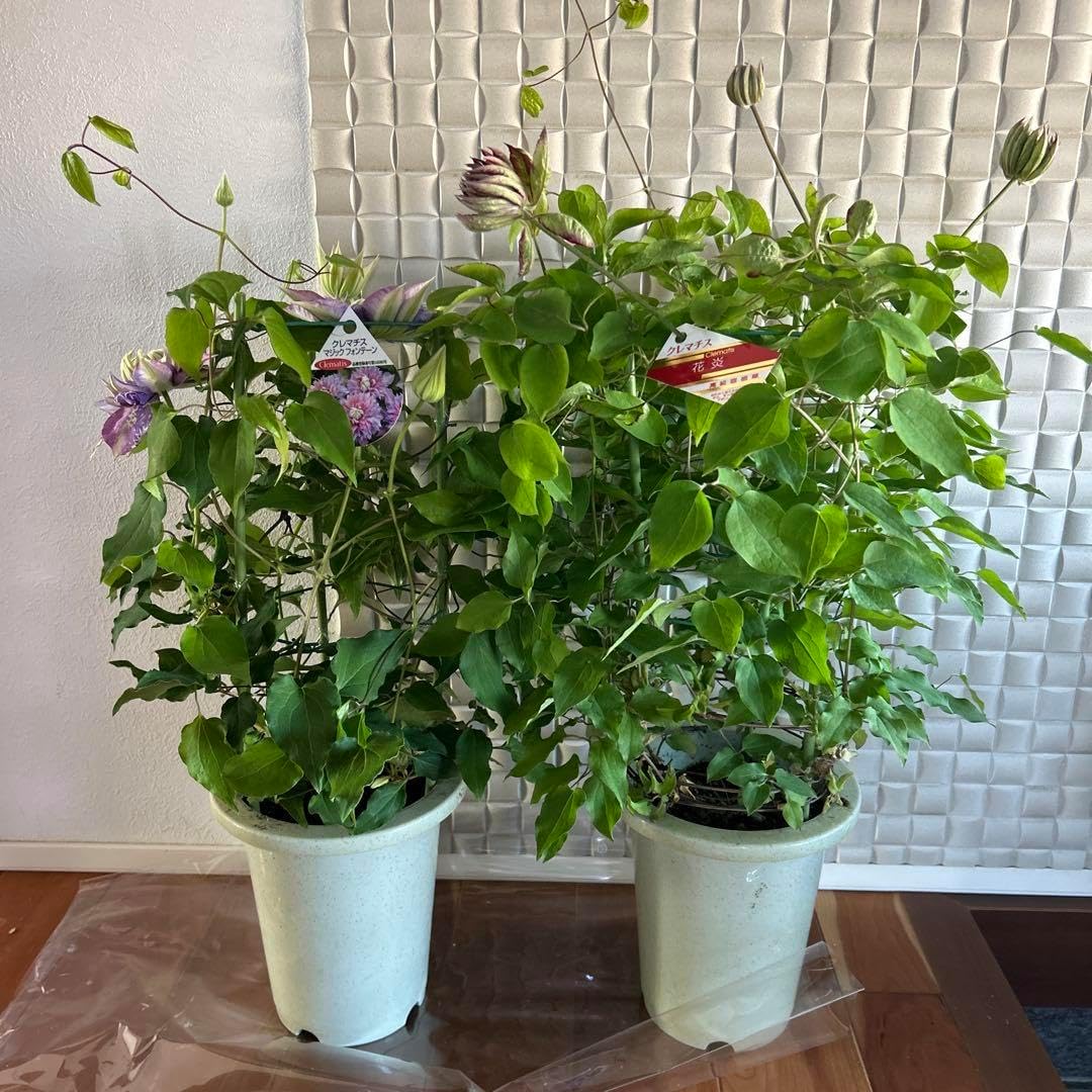 クレマチス、花炎、鉢植え!母の日のプレゼントにオススメ 生花 クレマチス、花炎、鉢植え!母の日のプレゼントにオススメ 生花