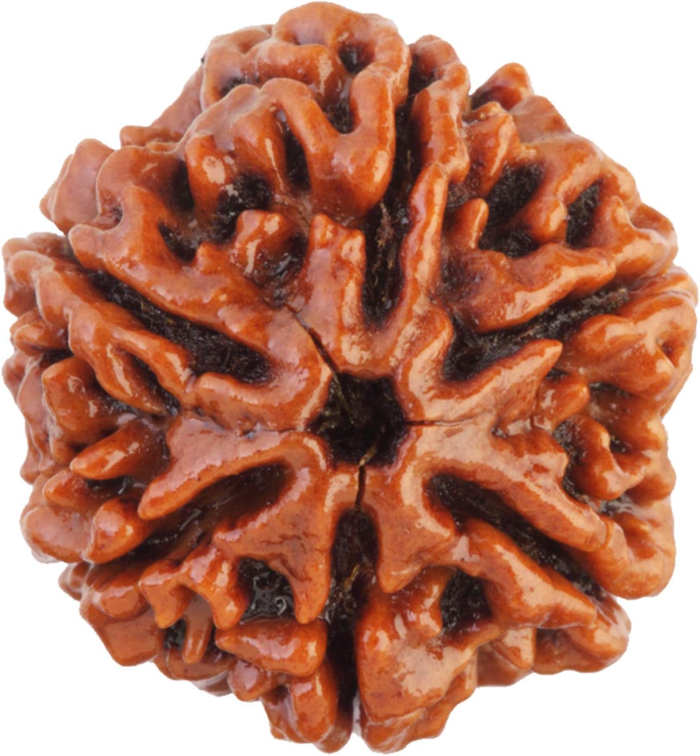 Saubhagya Global 6/ Six Mukhi Rudraksha Lab Certified Pure Siddha in Handmade Tassel, Nepalese Beads, Size 16-22mm, Color-Brown (6 Mukhi Rudraksha)