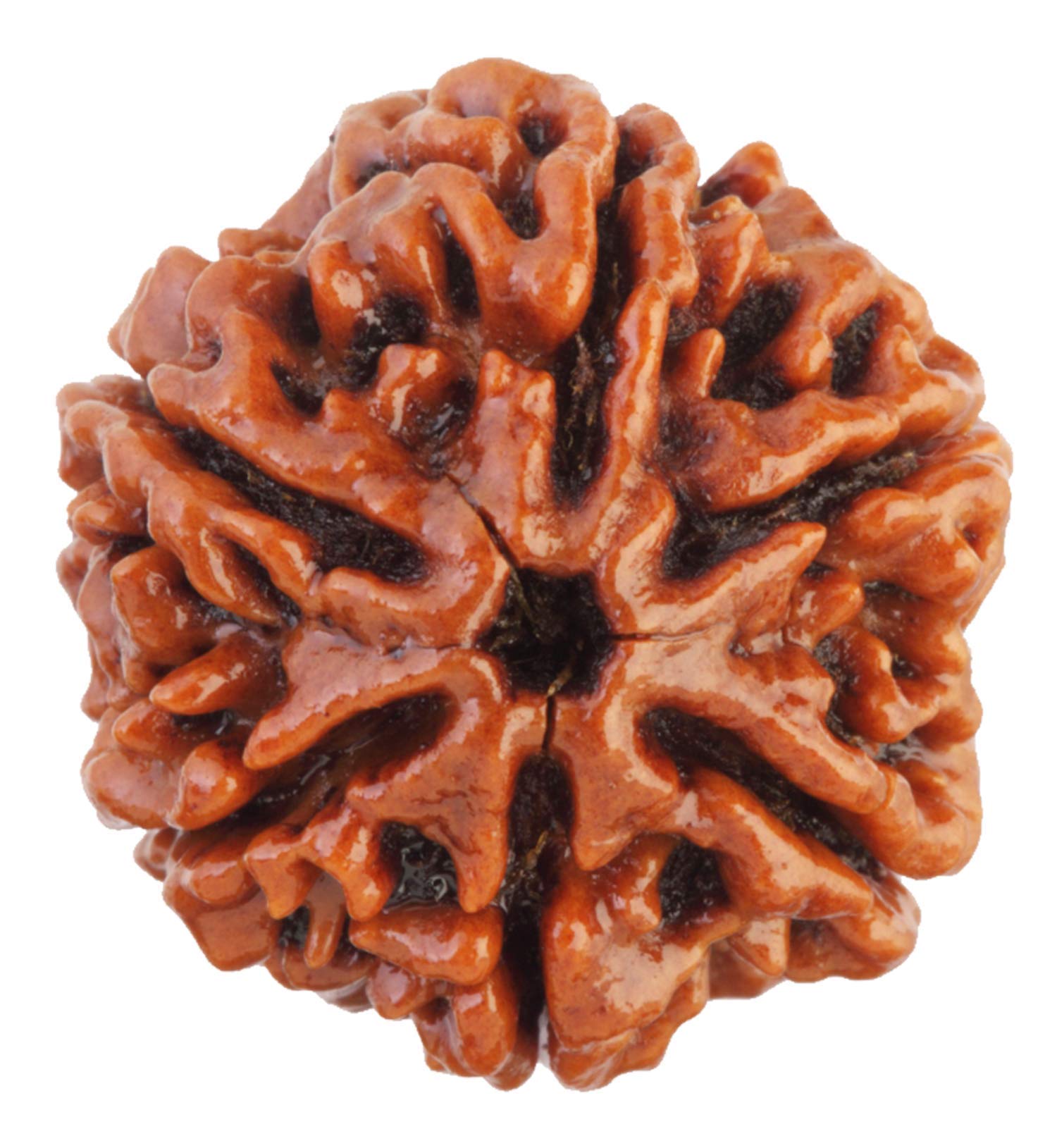 Saubhagya Global6/ Six Mukhi Rudraksha Lab Certified Pure Siddha in Handmade Tassel, Nepalese Beads, Size 16-22mm, Color-Brown (6 Mukhi Rudraksha)