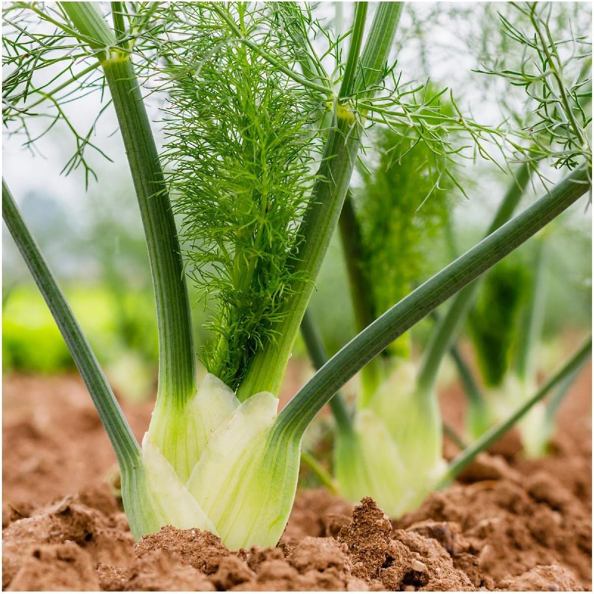 Everwilde Farms - 1 Lb Florence Fennel Herb Seeds - Gold Vault