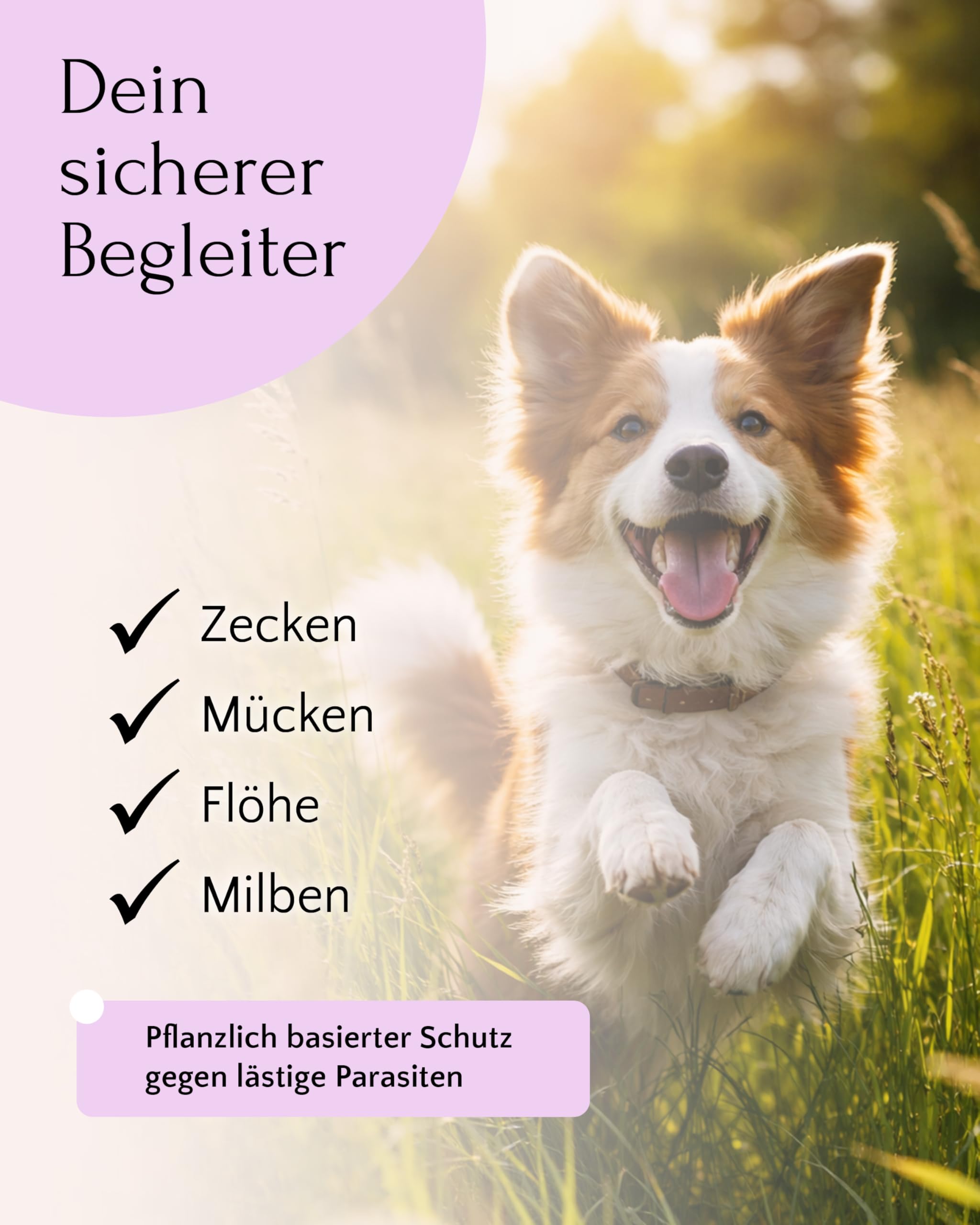 FAVLY – ZecOFF Zeckenschutz 50ml für Hunde ab 2kg – Spot-On gegen Zecken, Flöhe & Mücken – pflanzlich basiertes Zeckenmittel mit Saltidin, Neemöl, Eukalyptus, Geraniol – Zeckenabwehr ohne Nervengift