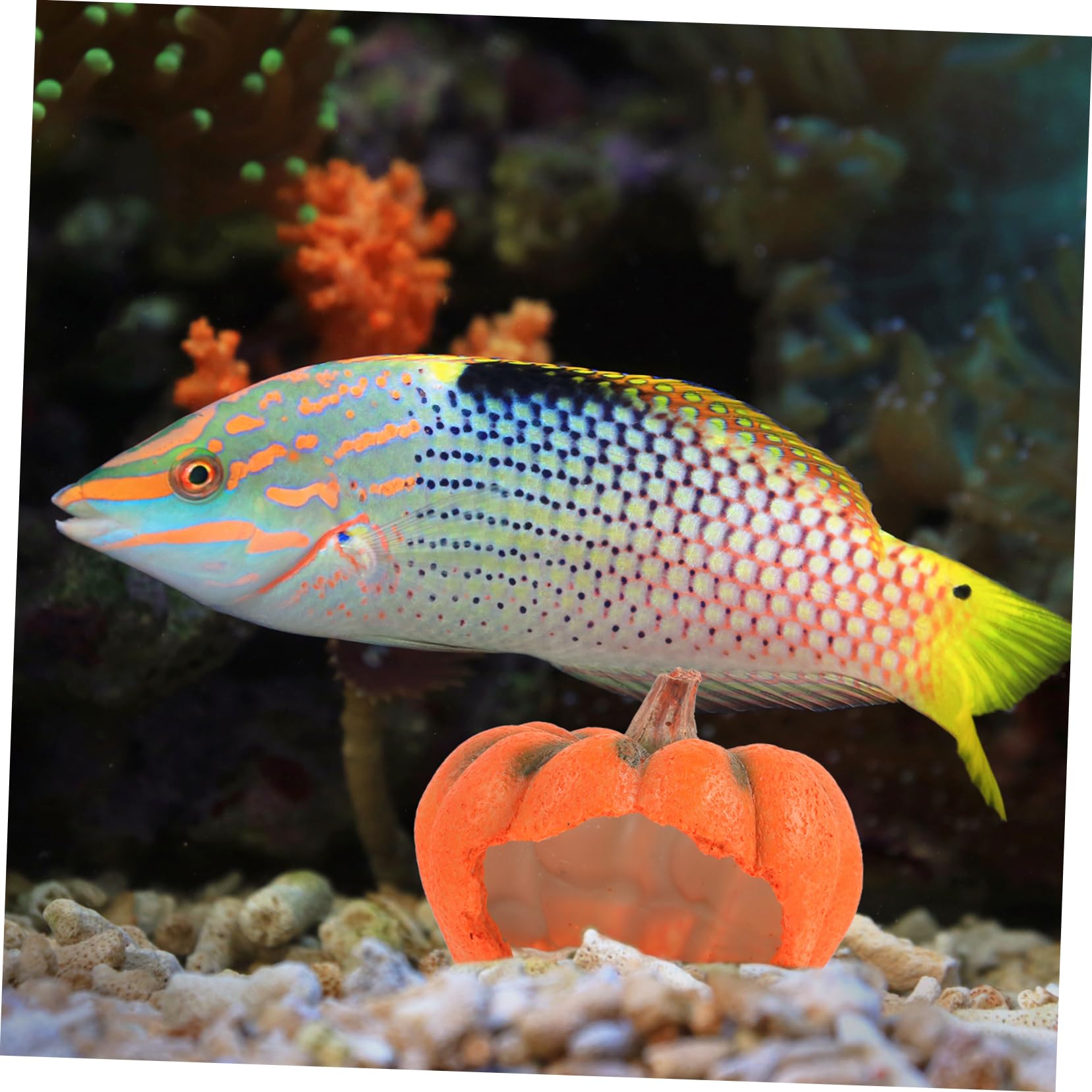 Alipis 3 Pezzi grotta di pesci decorativi zucca di Halloween di acquario grotta decorativa dell'acquario decorazione halloween addobbo halloween vivido nascondiglio dell'acquario resina