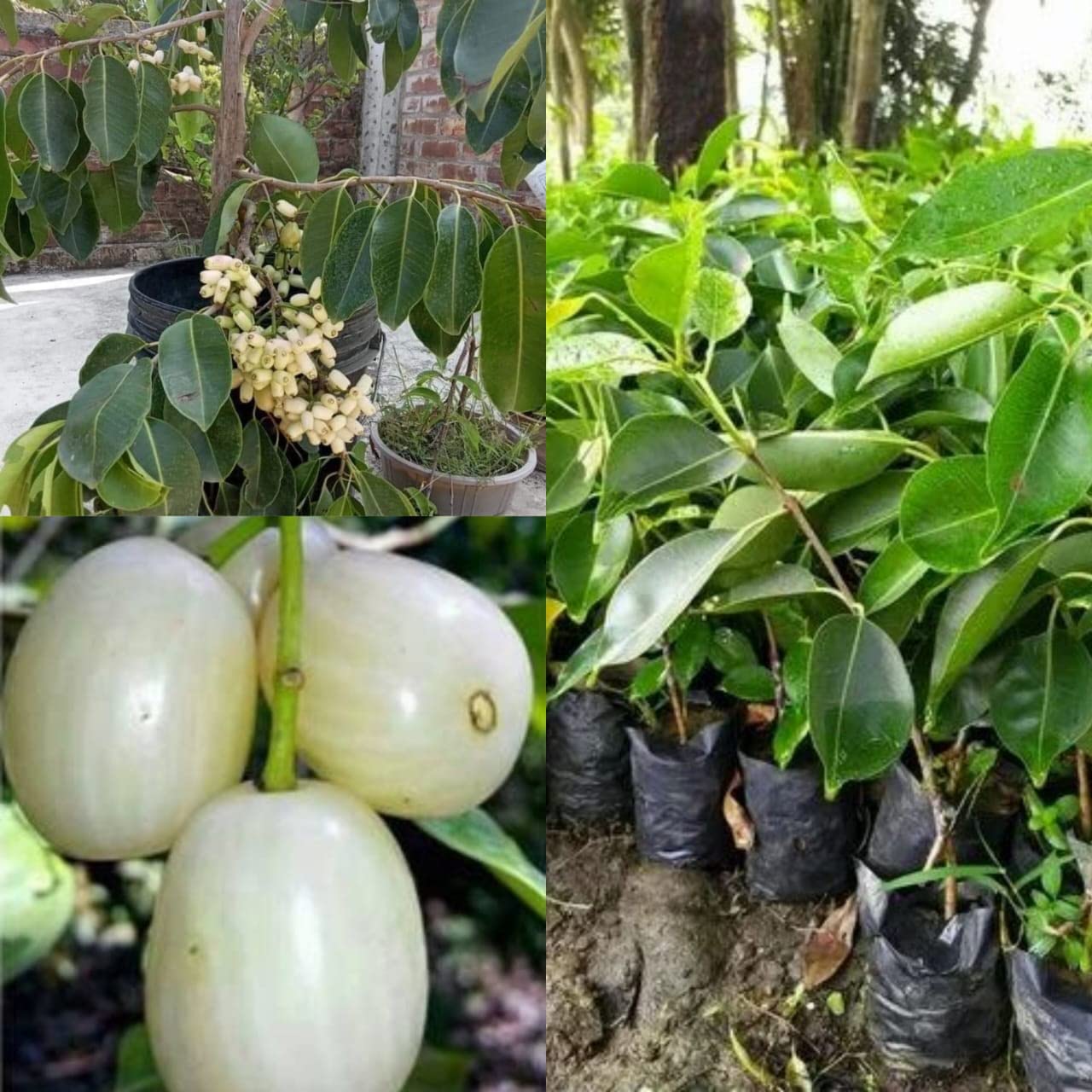 Natura GreenHouse Thai white jamun live plant grafted Height 1.5-2 FT (B0BVMYSH54) Amazon Price History, Amazon Price Tracker