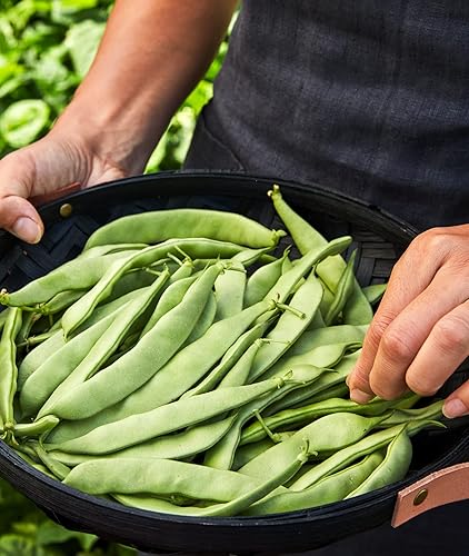 Miniatura 8 de Burpee - Semillas de frijol sin hebras Green Pod Bush, 4 onzas de semillas