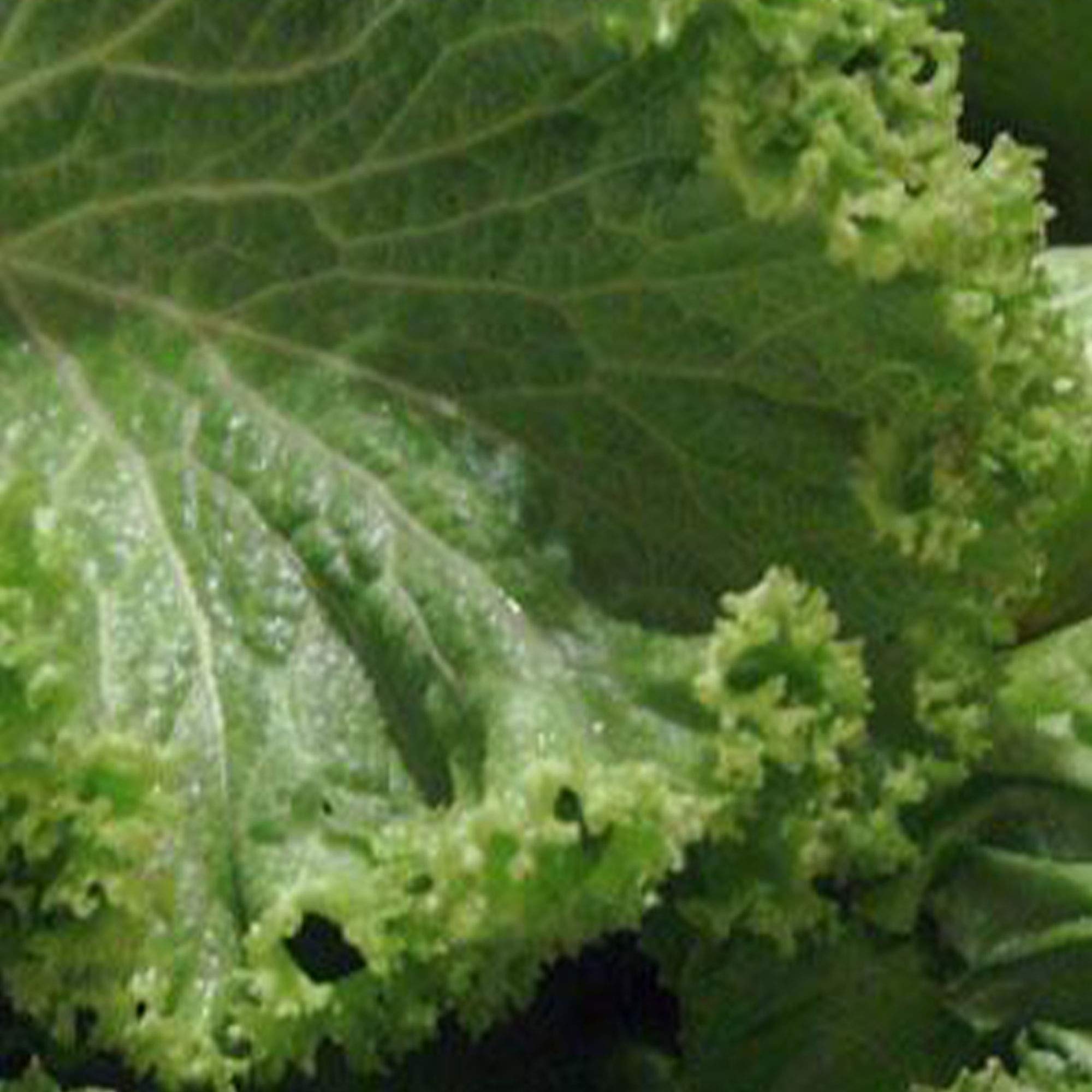 The Mustard Seeds ☆III The Mustard Seeds ☆III Black Mustard Seeds Whole Organic - Brown