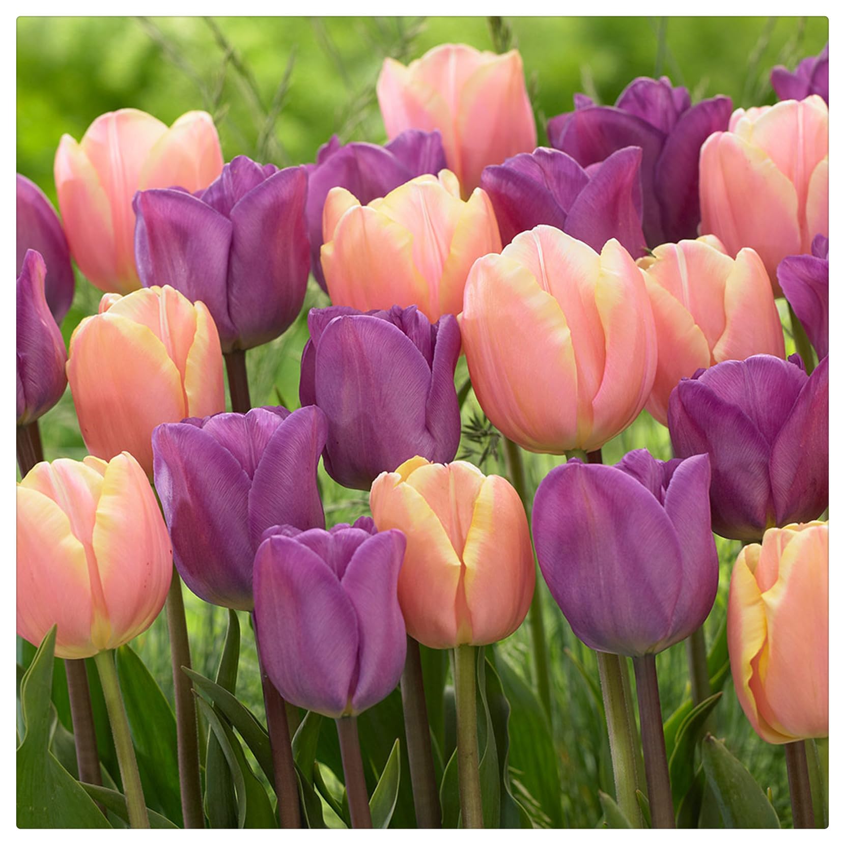 Wedding Flowers, Easy Plant, Tulip Bulbs-Hardy, That Grow Fast, Golden Jade Carving, Strong Plants, 3bulbs-h