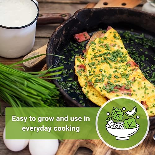 Miniatura 5 de Sow Right Seeds - Semilla de cebollino común para plantar - Paquete de reliquia sin OMG con instrucciones para plantar y cultivar hierbas de cocina