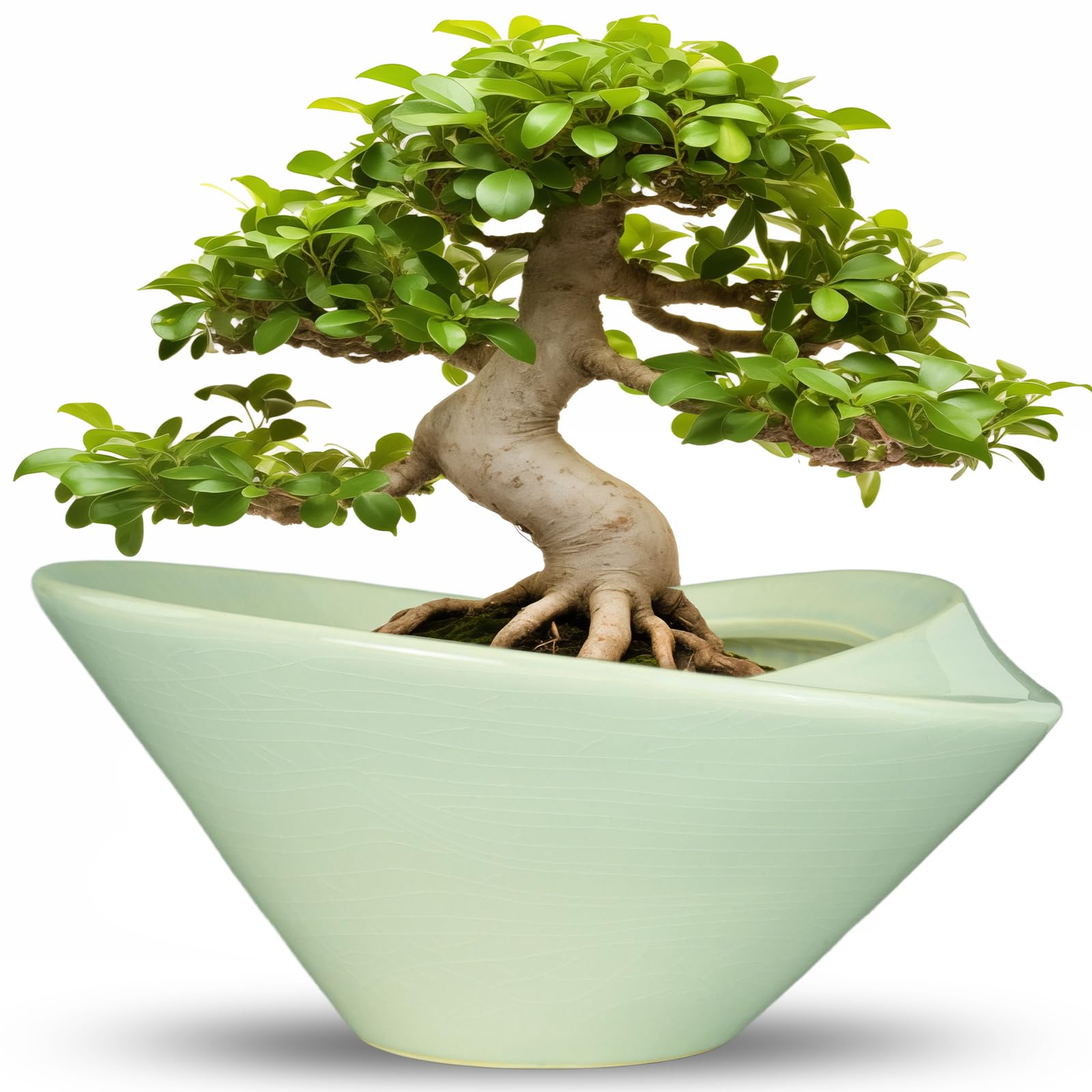 Teagas 13 Inch Round Ceramic Bonsai Pot