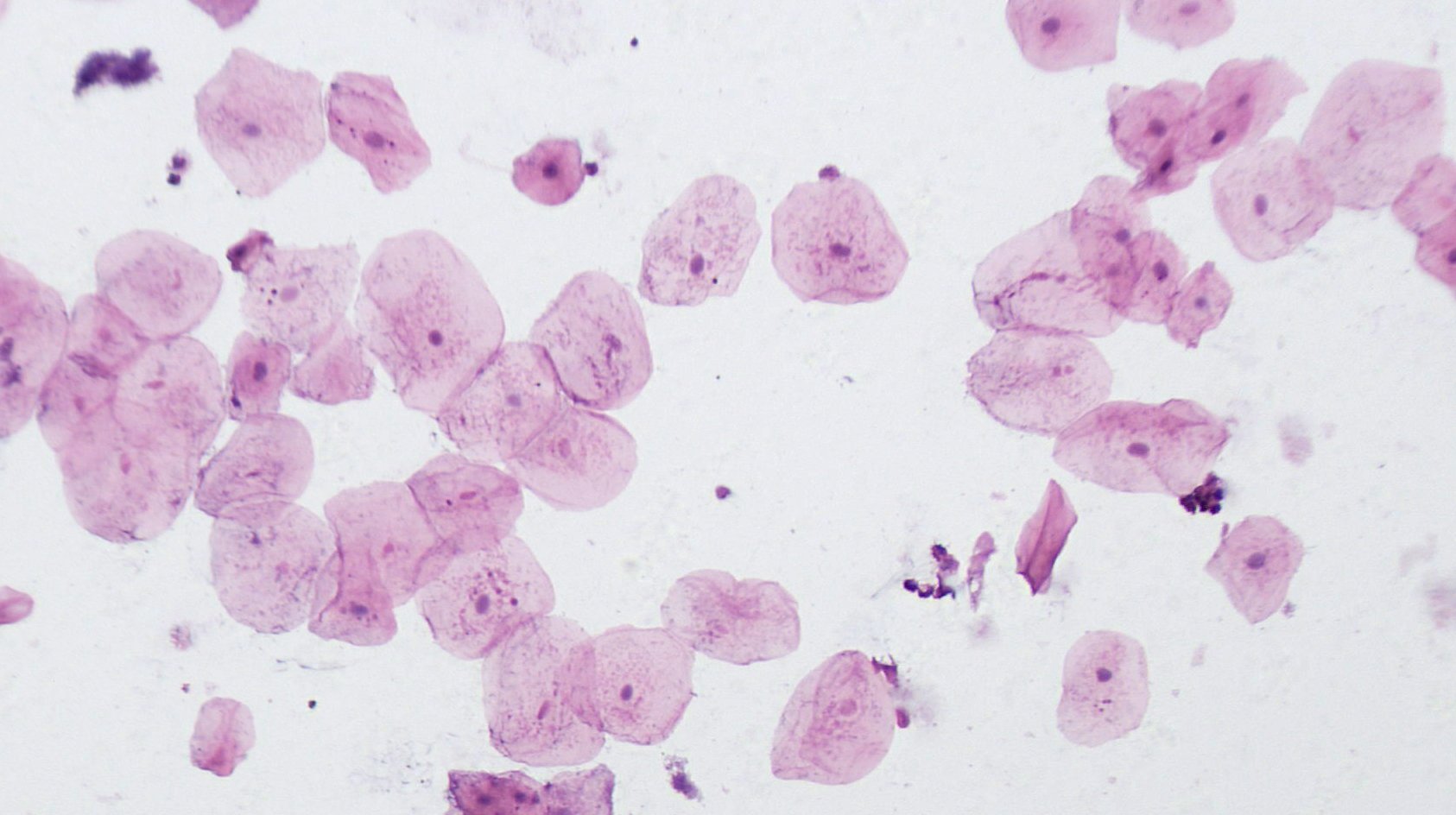 Bresser 5986002 – Preparati Permanenti Per Microscopio, Confezione Da 50 Pezzi, Per Studio E Ricerca