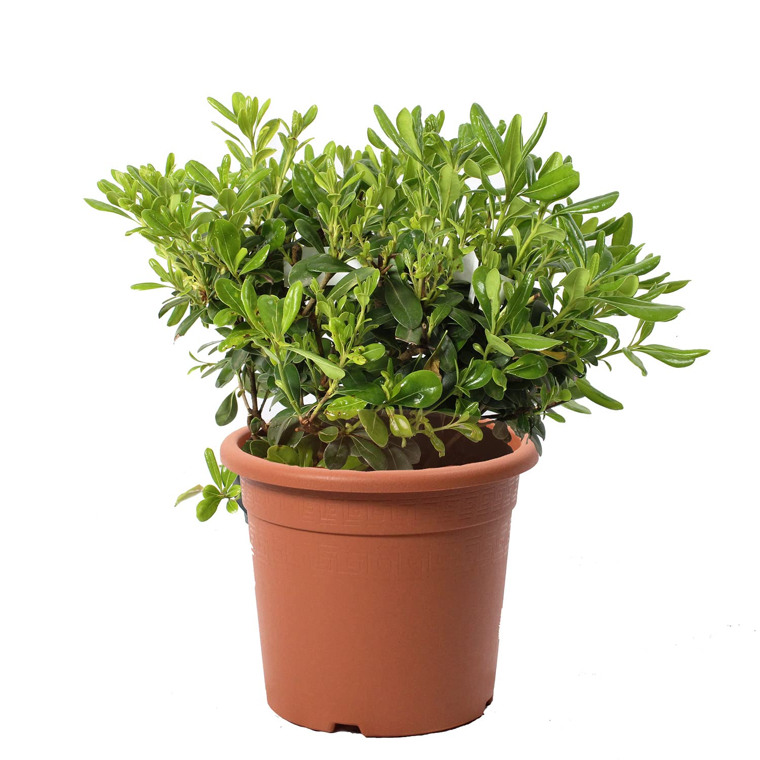 KENTIS - Pittosporum Tobira Nain - Plantes de Haie - Plantes Vraies d'Extérieur - Plante Résistante - H 30-40 cm Pot Ø 18 cm
