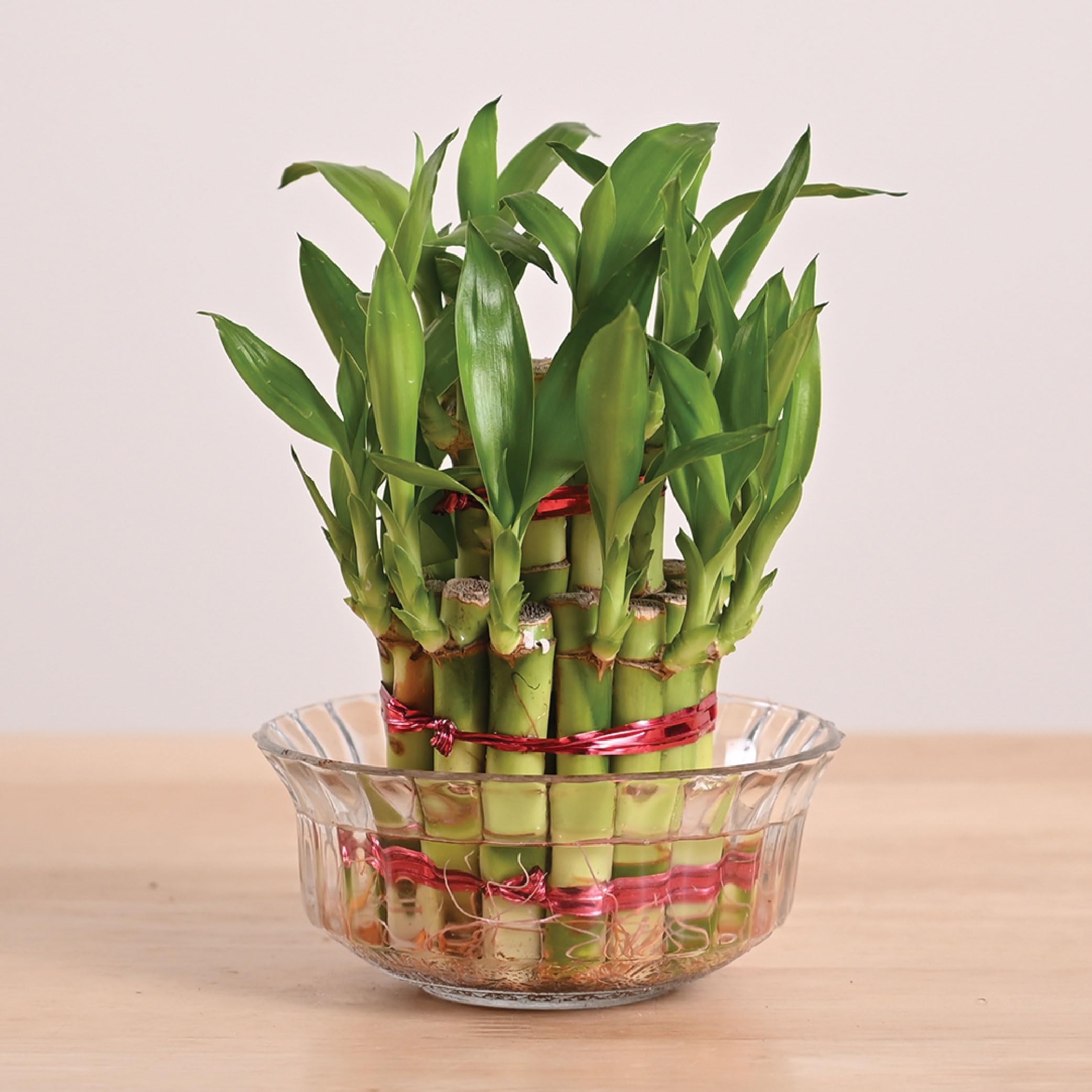 Ugaoo Lucky Bamboo 2 Layer Feng Shui Plant with Lotus Glass Bowl
