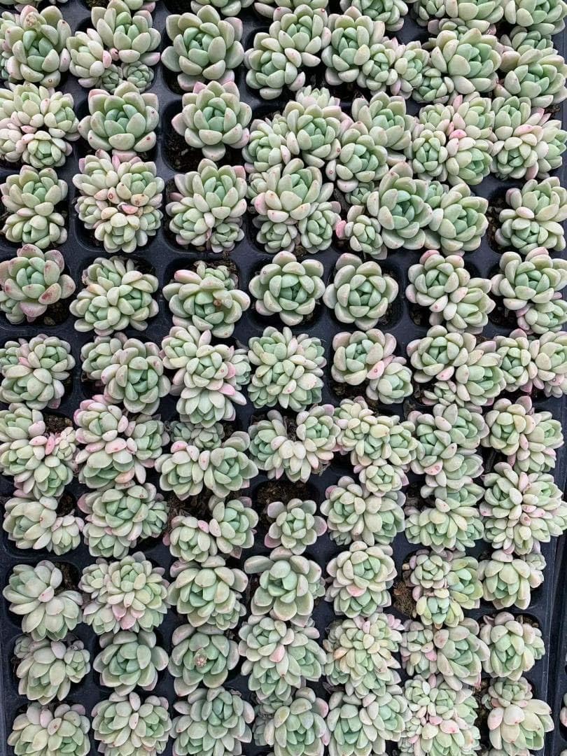観葉植物 Top【選抜株】多肉植物 360728ラズアガ 105個 プラグトレー苗