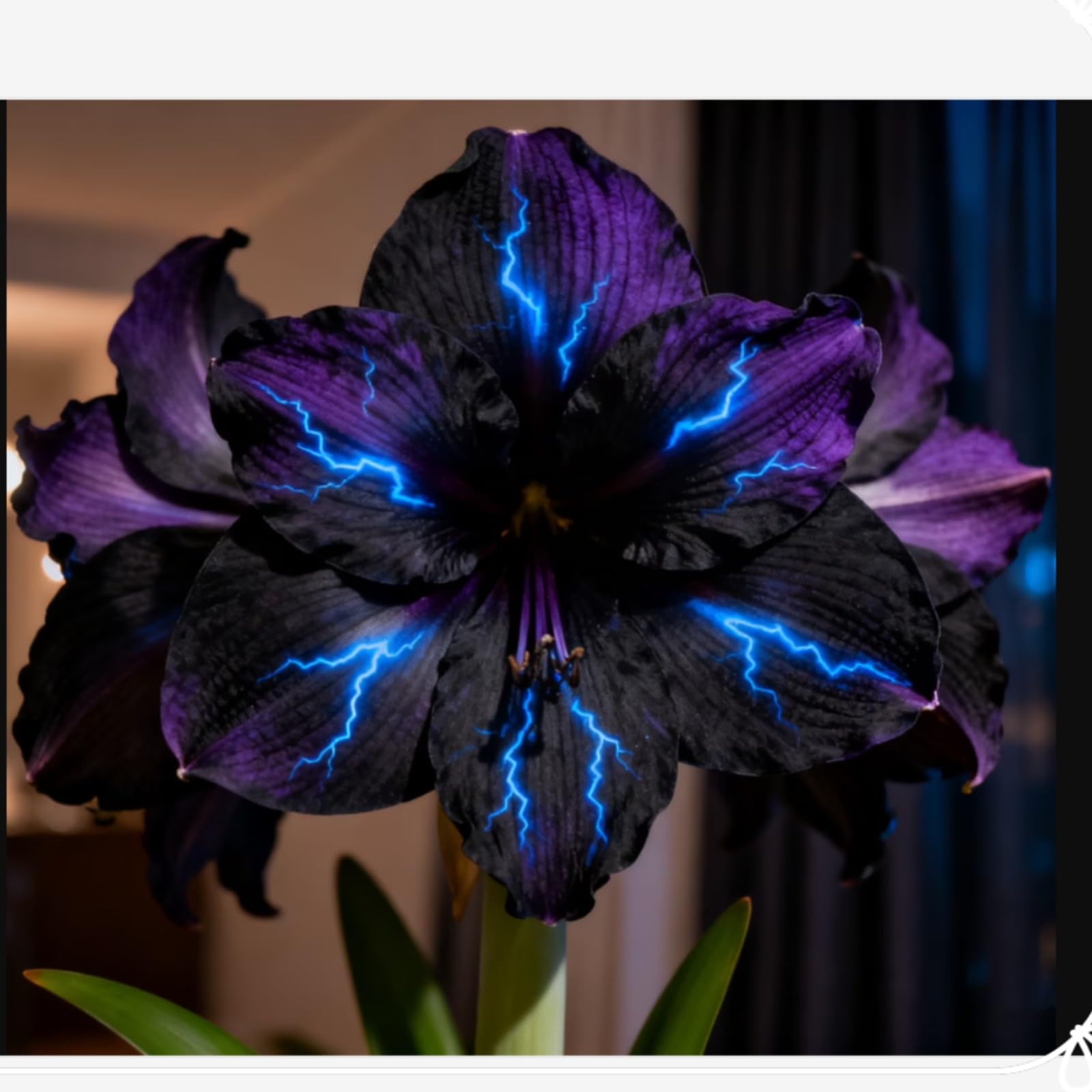 Amaryllis for Planting Now UK Ornamental Excellent Perennial Display Bulbs Good for Containers Natural Organic Greening Flower Easy Plant Unique-1bulb-J