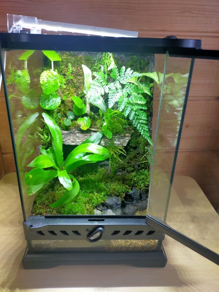 完成品隠れ家つき苔テラリウム水槽生体用ケージにもグラステラリウム