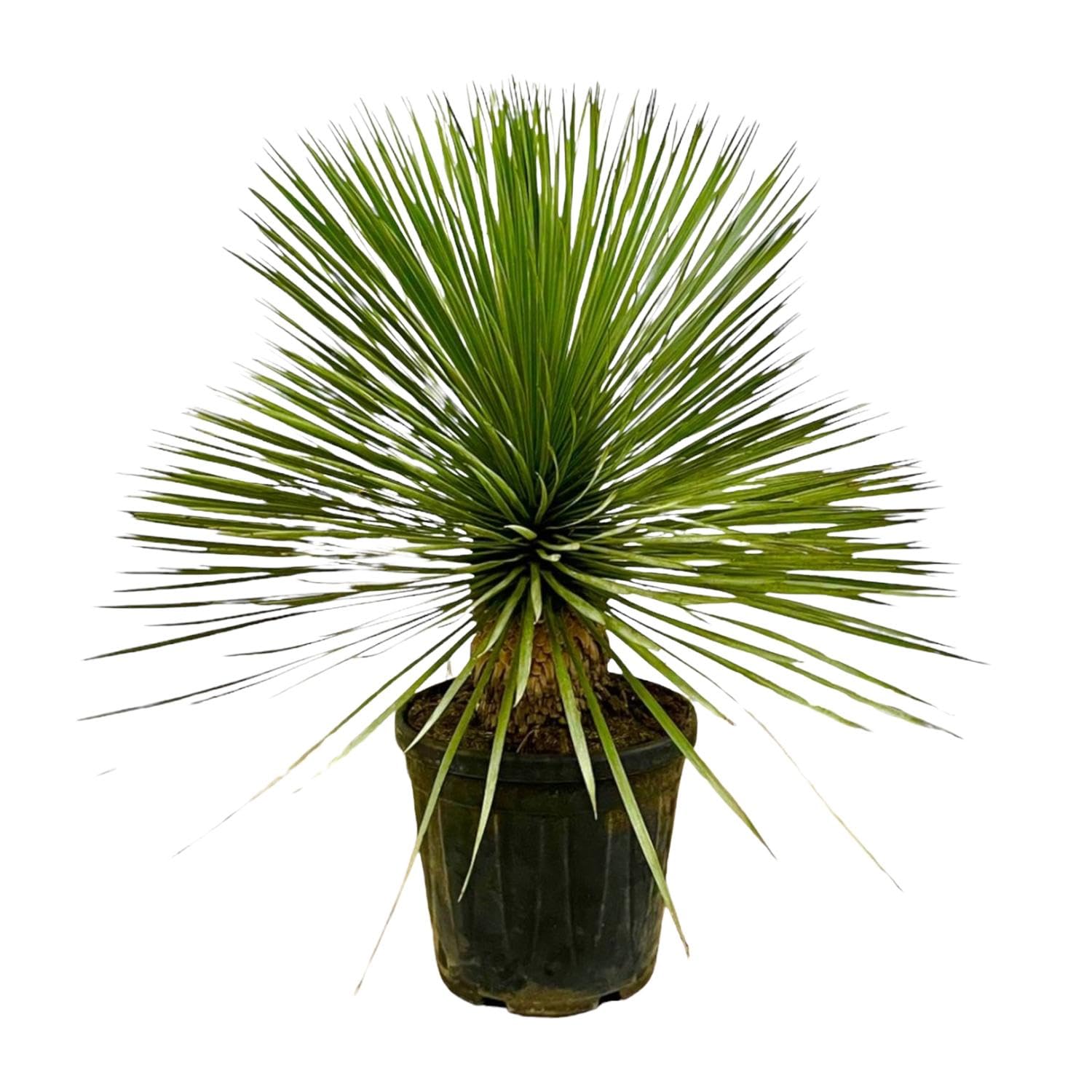 Yucca Rostrata łodyga, roślina do użytku wewnątrz i na zewnątrz, niebiesko-zielona, 70 cm, Ø 27 cm