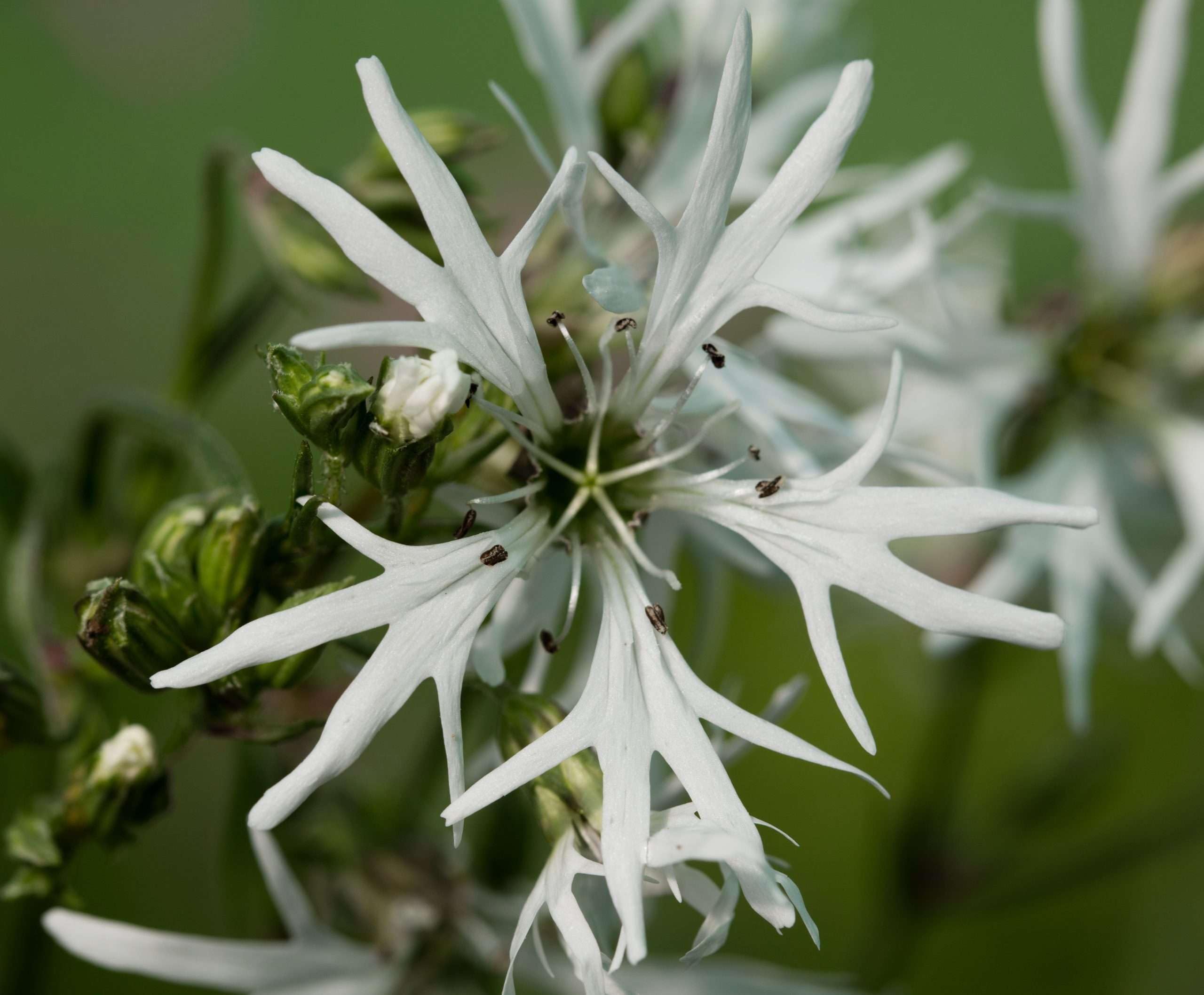 Lincolnshire Pond Plants Ltd - Lychnis flos-cuculi alba (White Ragged Robin) - Marginal Pond Plants - MP070-1 / 1Ltr Potted