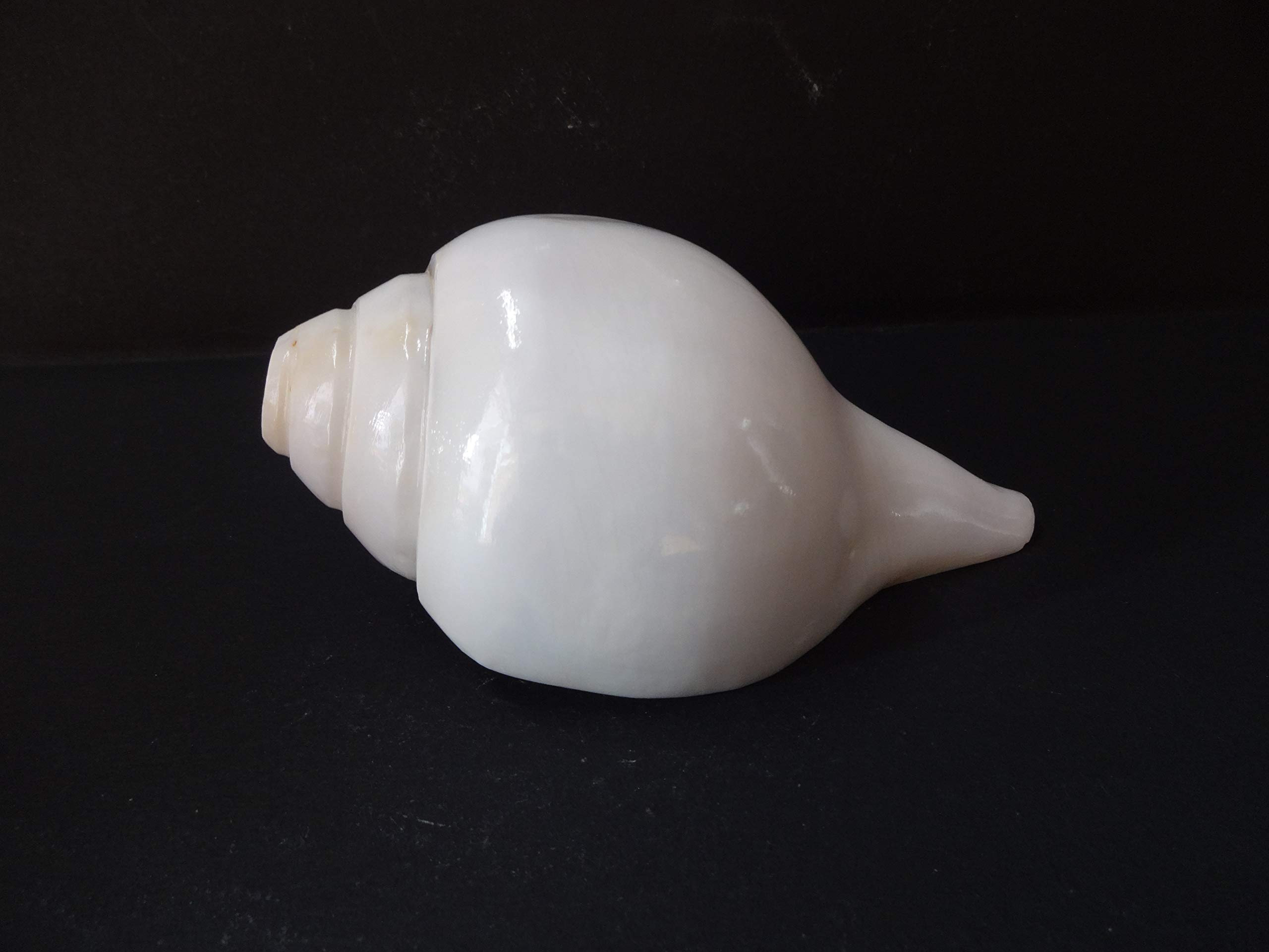 Original Shankh de soufflage (VAMAVARTI BAJEWALA) - Coquille de conque - Shankh fort et grand Blowing Shankh Conch Shankha de coquillage de mer pour force pulmonaire/immunité 6"inch blanc