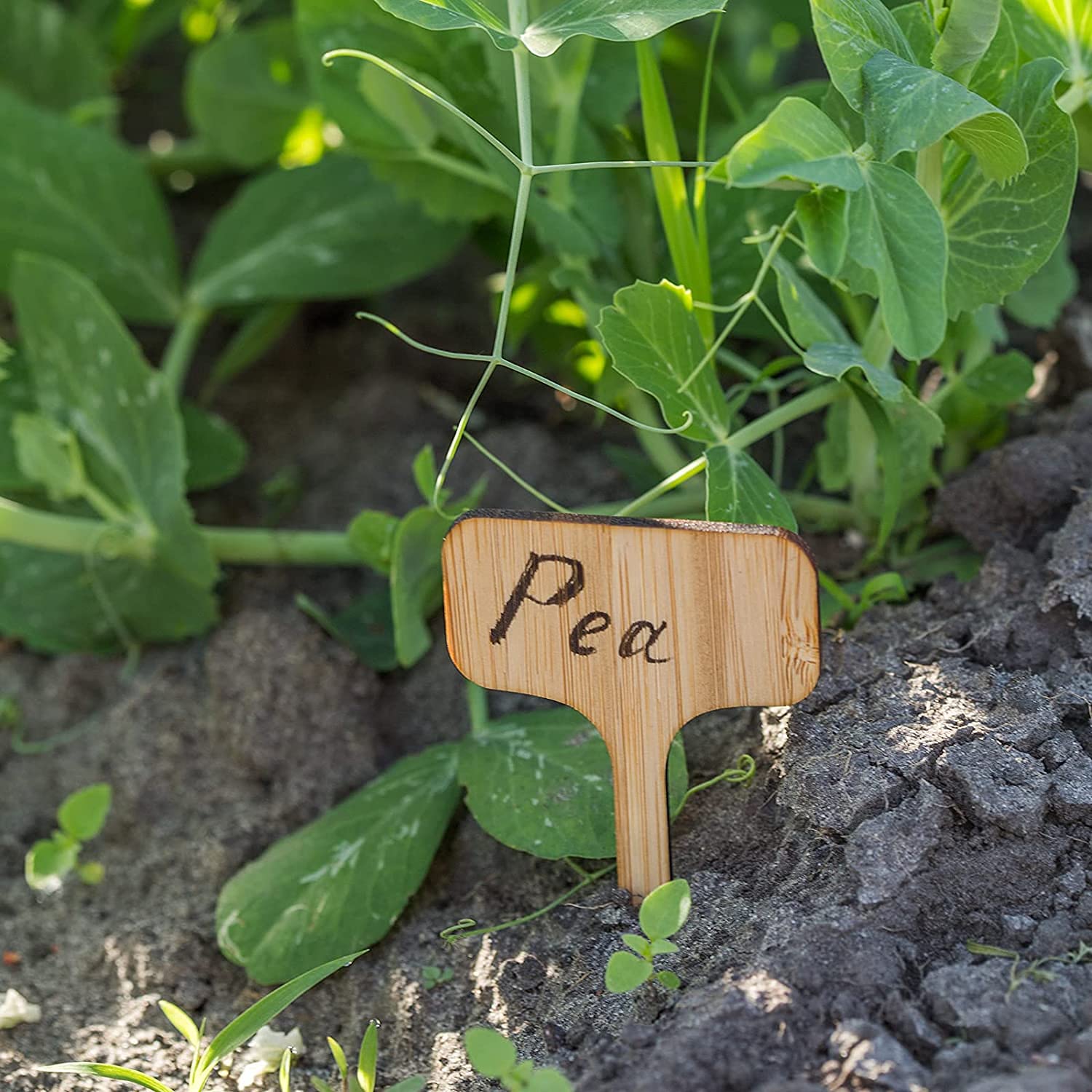 50 Étiquettes Jardin En Bambou Forme T – Etiquettes Plantes Extérieur, Marquage Potager, Légumes, Fleurs, Succulentes – Écologiques Et Durables