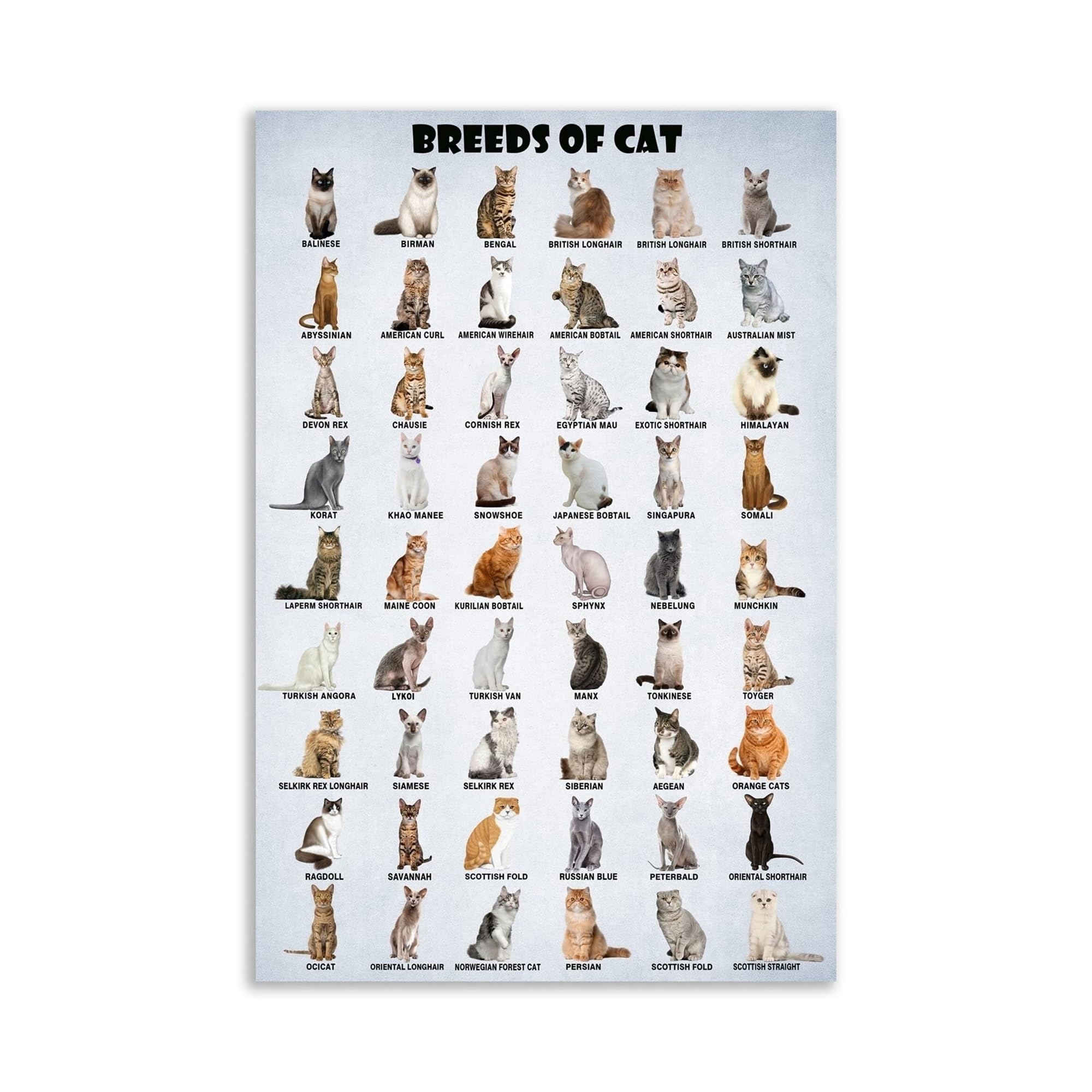 FOPURE Educational Cat Breeds of The World Poster, Comprehensive Guide to Types of Cats from Siamese to Maine Coon, Vintage Style Wall-Art for Cat Lovers(Unframed,08x12inch(20x30cm))