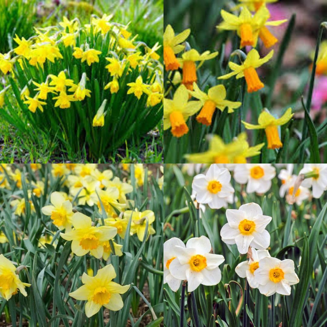 Daffodil Bulbs Mixed Variety pack of 7 live bulb-image-24