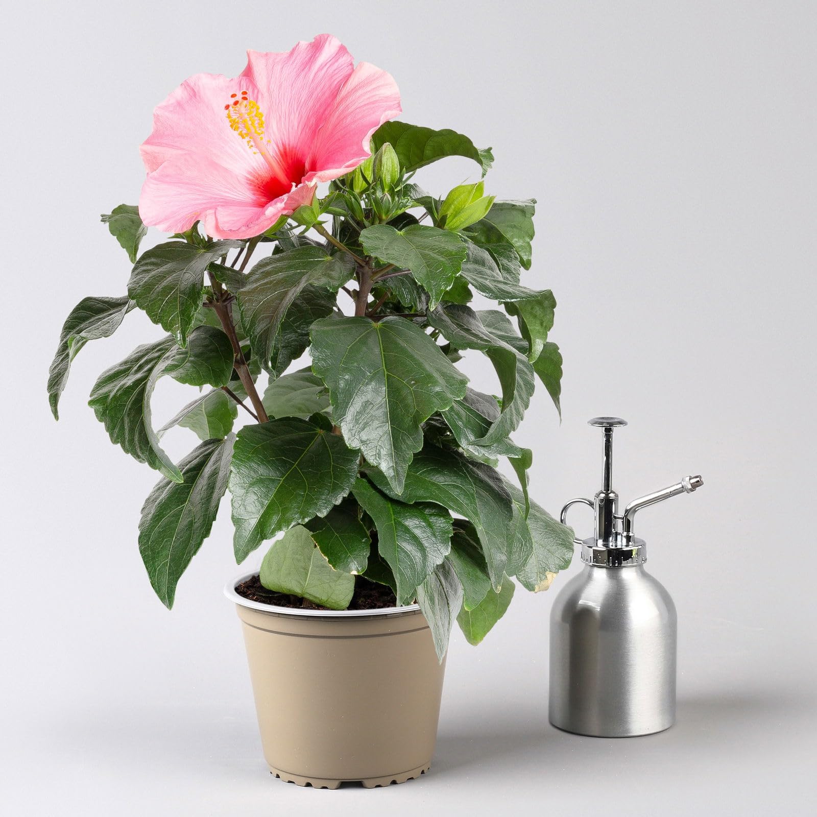 compo rhododendron langzeit-dnger COMPO Stauden Langzeit-Dnger kaufen