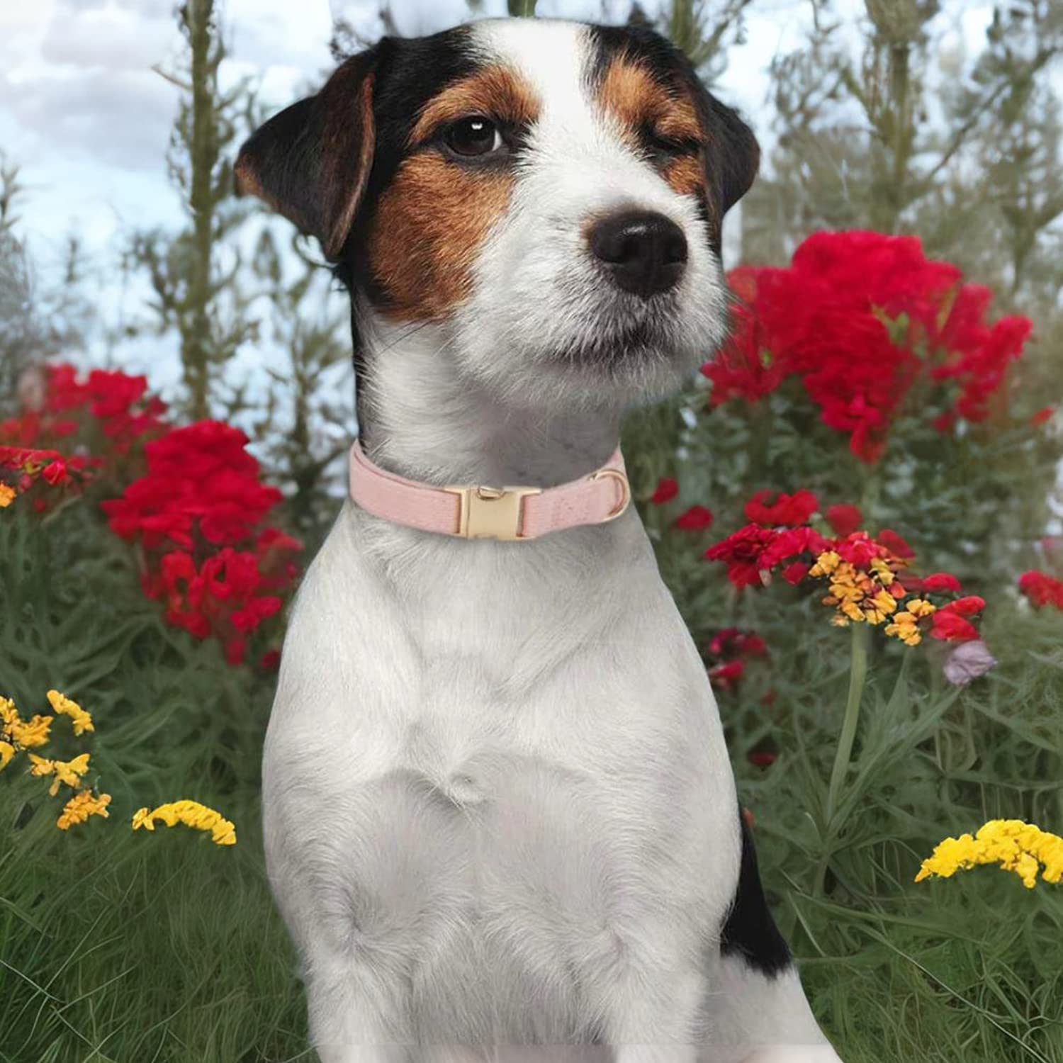 Collare Per Cani In Velluto A Coste - Ipoallergenico, Per Taglia Piccola, Pelle Sensibile, Blu-Grigio - Foto 5