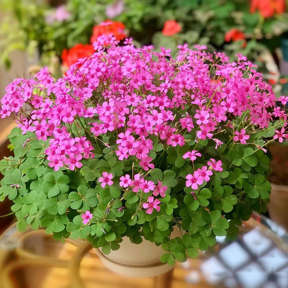 10 Piezas Bulbos De Oxalis Triangularis - Regalo De Flores, Plantas, image size:1000x1000