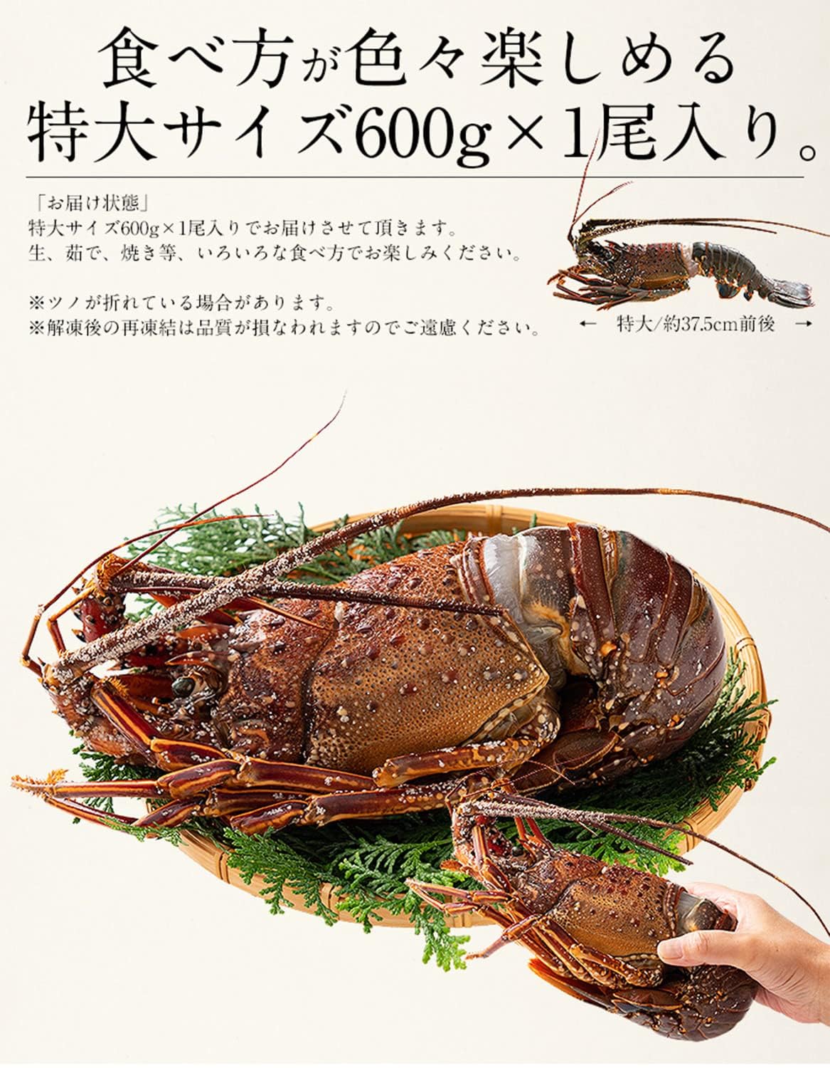 秩父の豪邸より 特大 ニシキエビの剥製 全長81cm特注ケース入り 伊勢