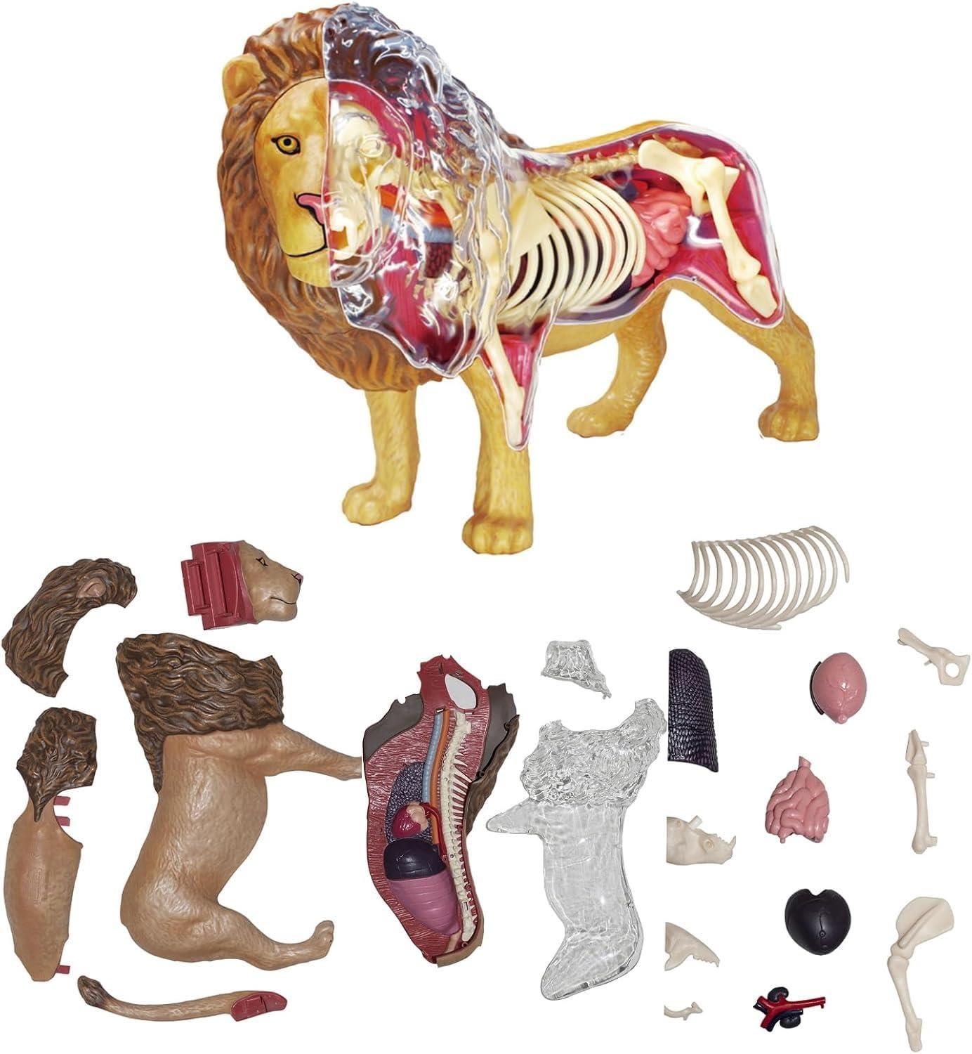 Modelo de anatomía de león 4D, modelo de esqueleto de órganos animales