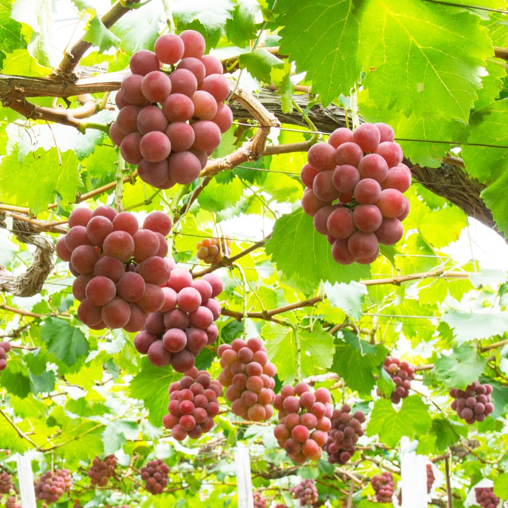 シャイン2kg、悟紅玉&黄玉500gずつ Amazon.co.jp: ぶどうの苗 品種：ゴルビー(悟紅玉・ごこうぎょく