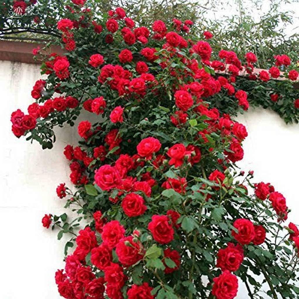 OhhSome All Season Rare Exotic Red Climber Rose Flower Live Plant