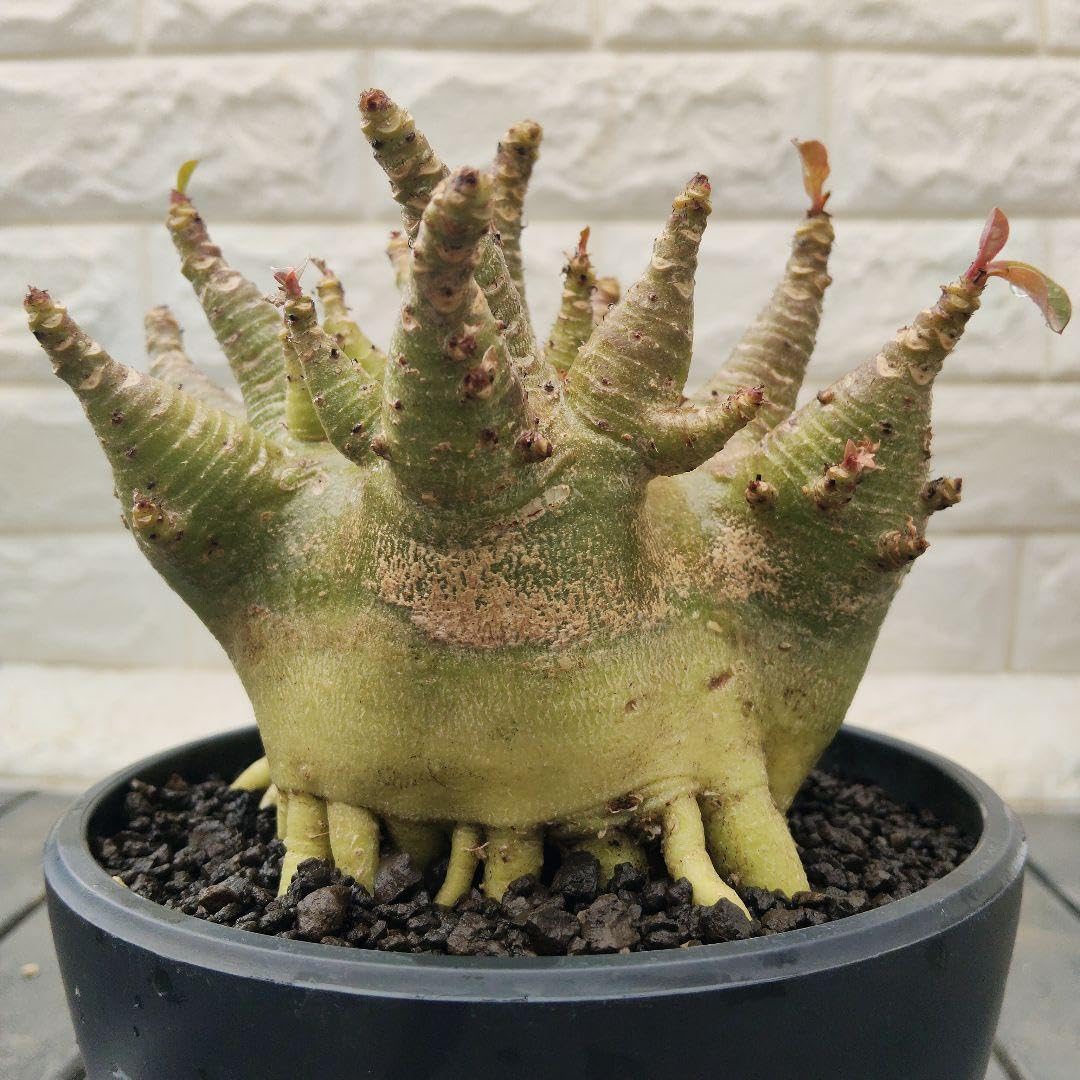 Amazon｜a26 アデニウム ドワーフ タコ足 塊根植物 コーデックス 