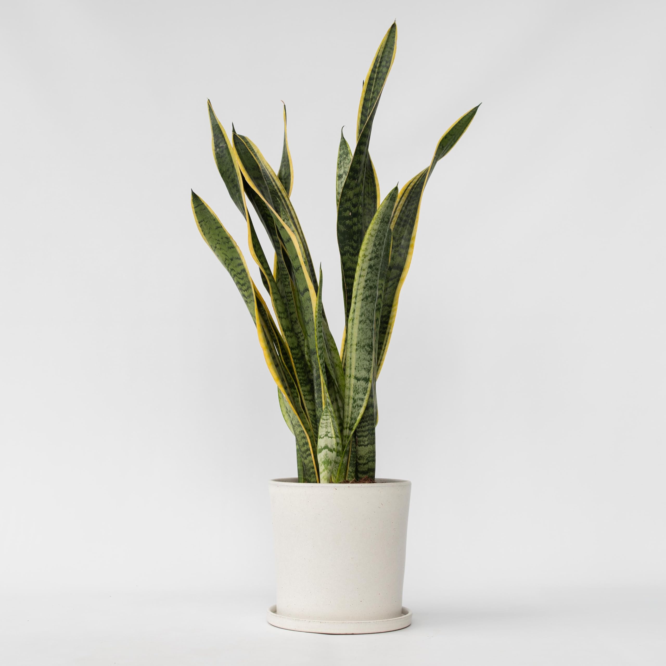 Vrouwentong - Set van 2 - Sansevieria 'Futura Superba' - Hoogte 35-40cm